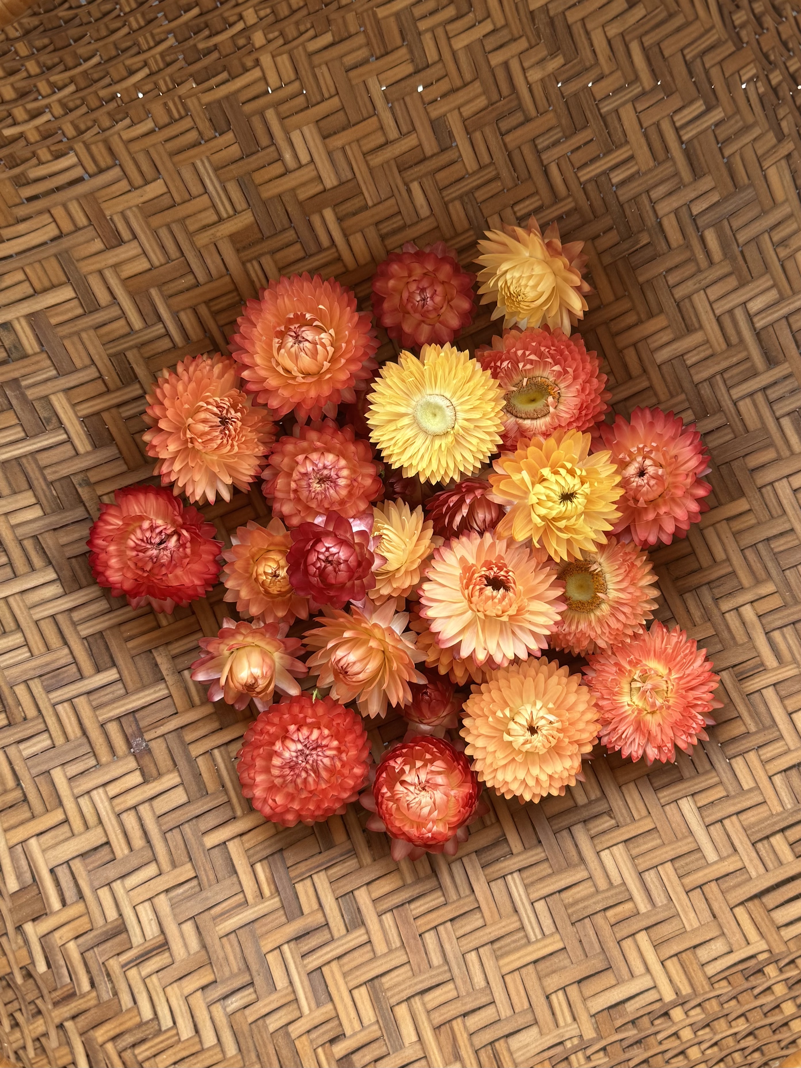 Dried Strawflower Heads- Apricot Mix #25