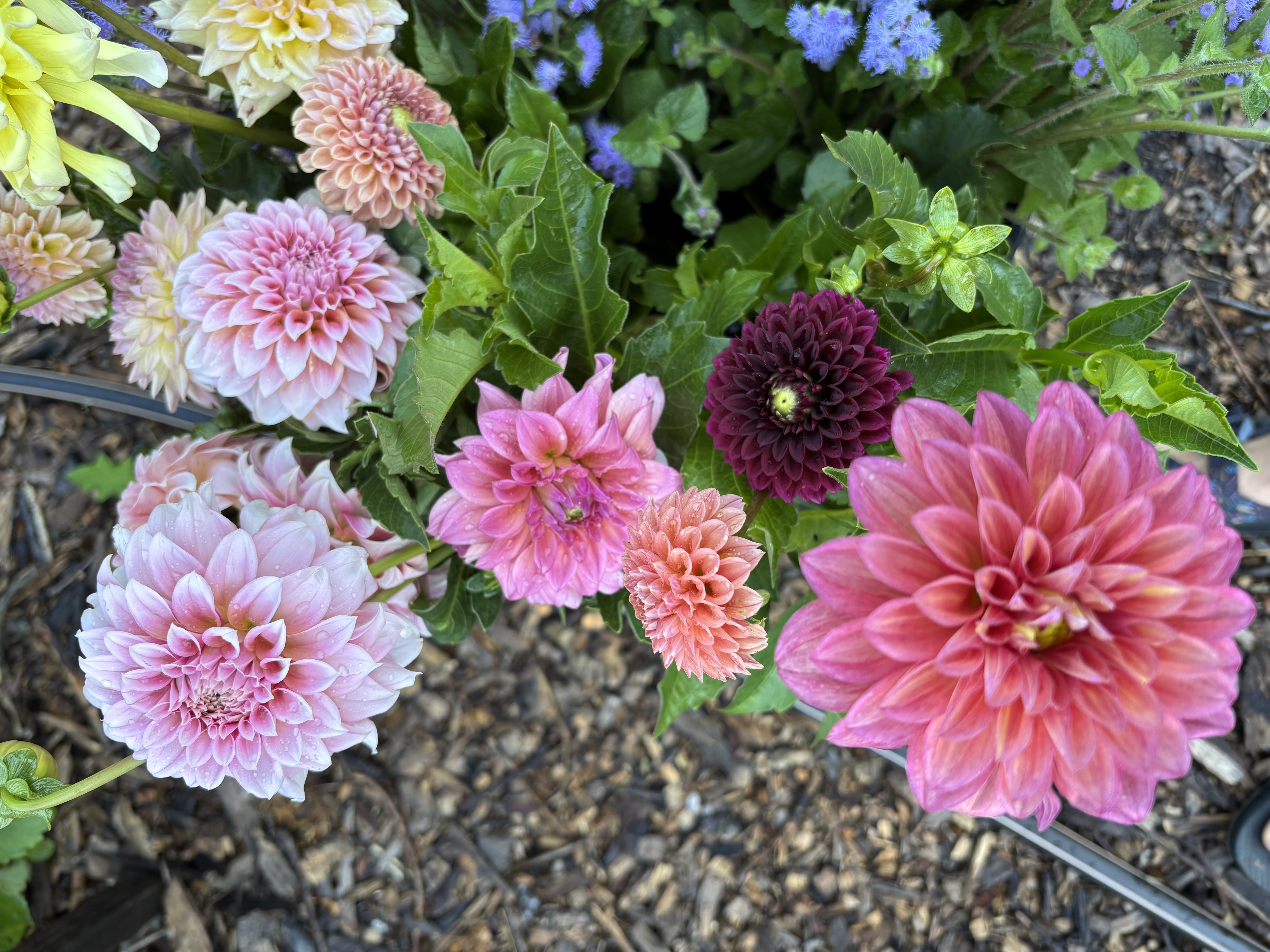 DAHLIA