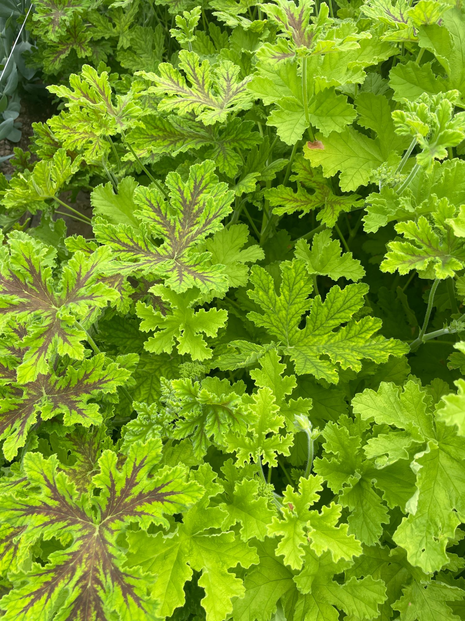 PELARGONIUM quercifolium