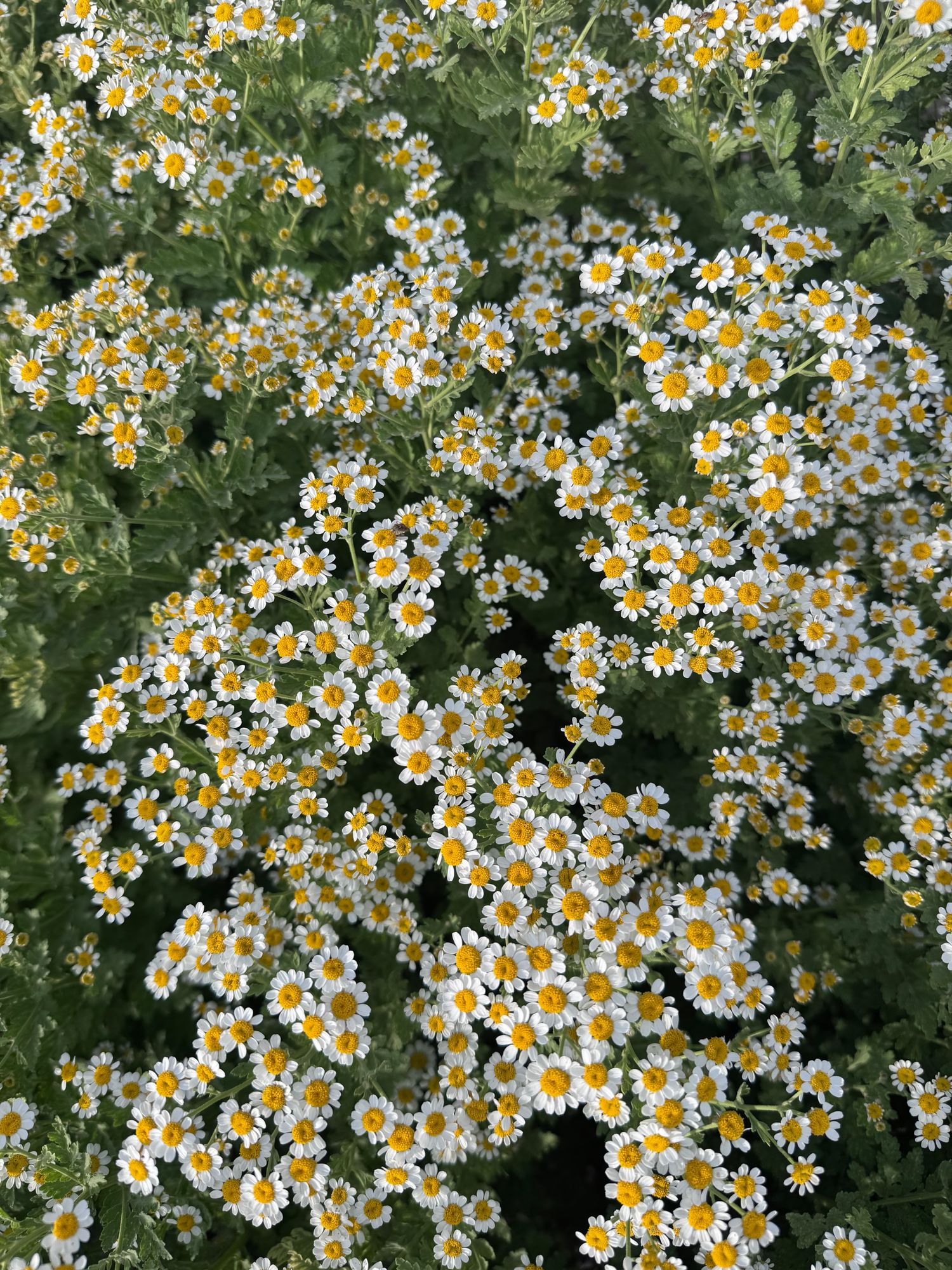TANACETUM parthenium Vegmo Single