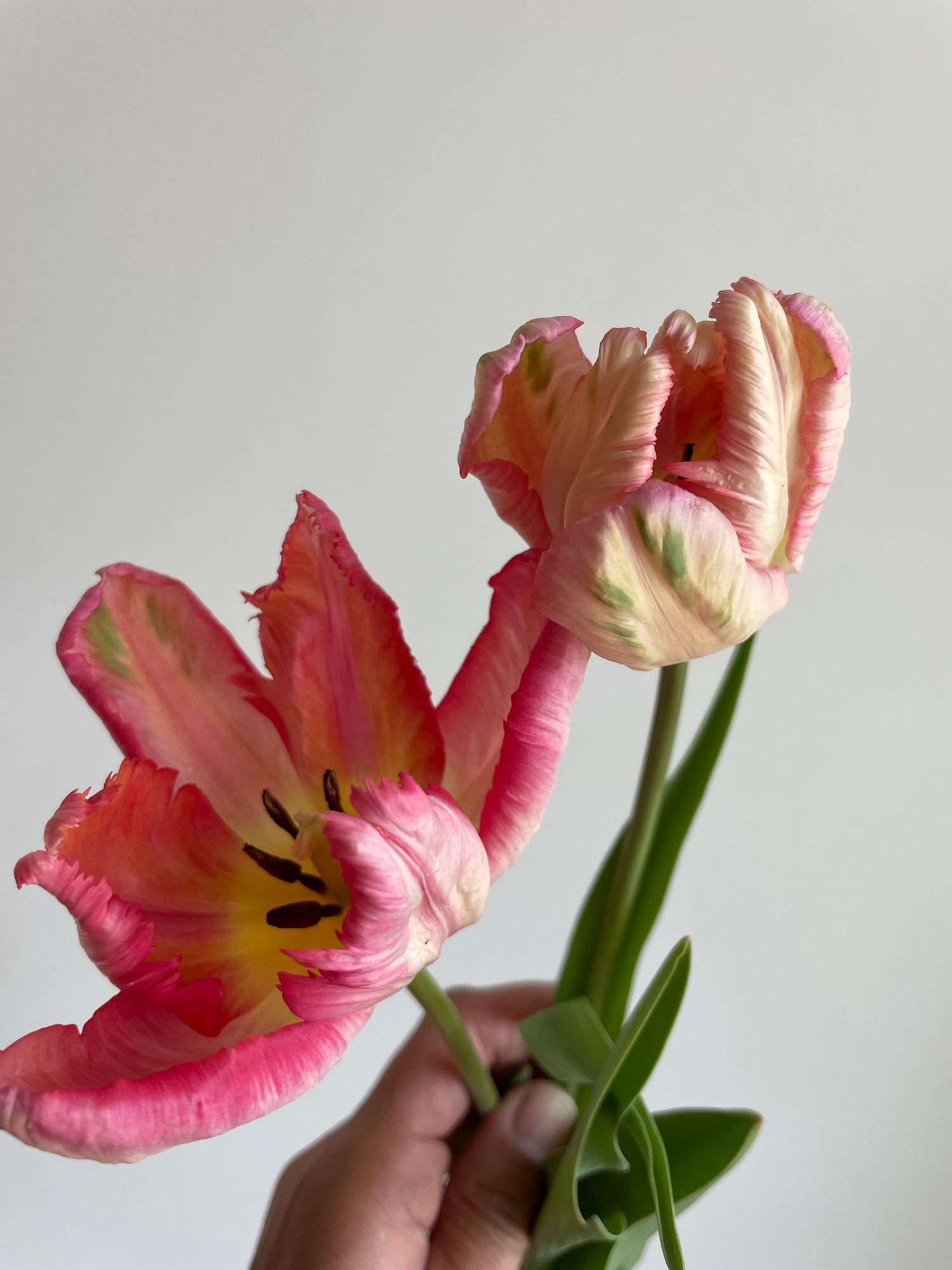 TULIPA Apricot Parrot