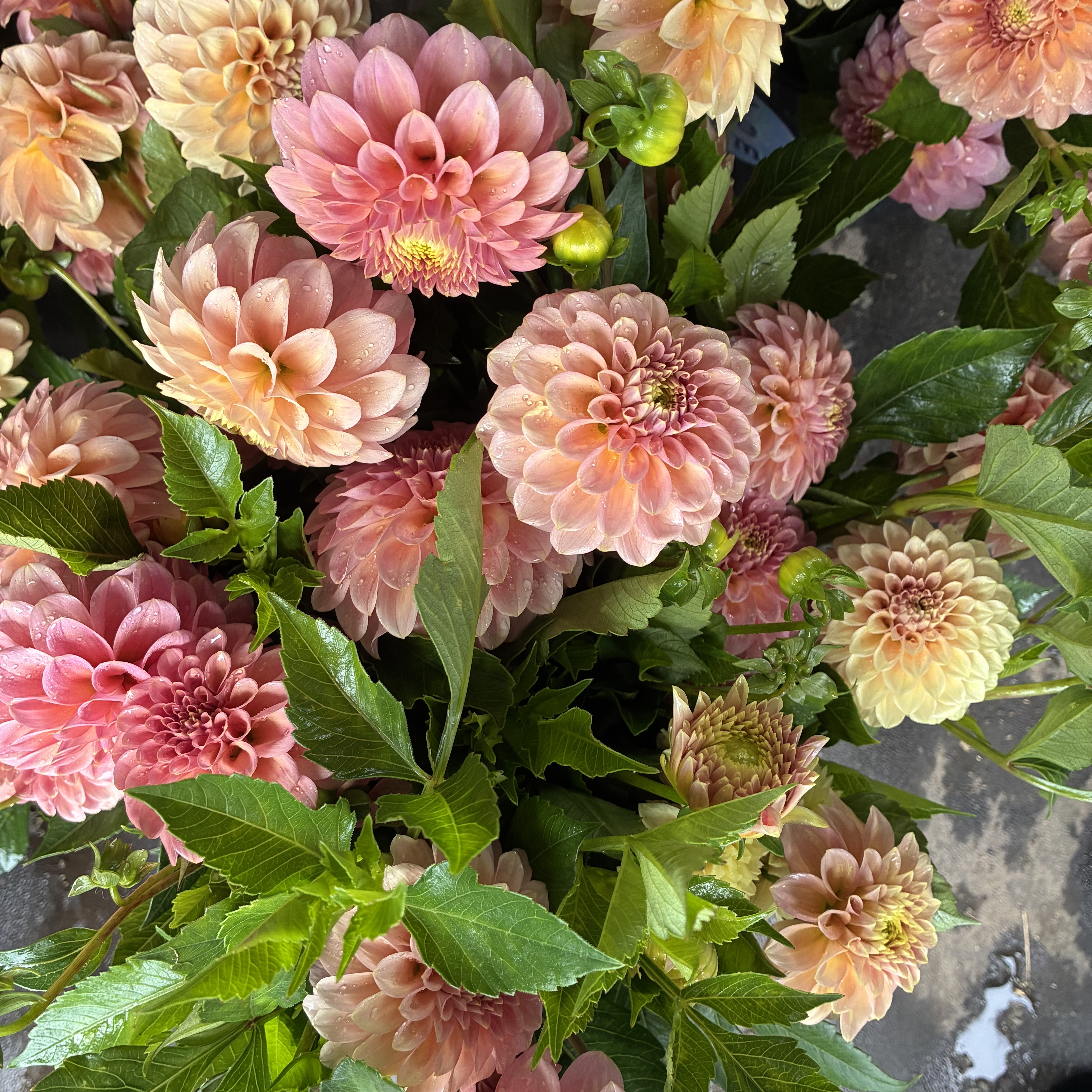 DAHLIA Rock Run Ashley