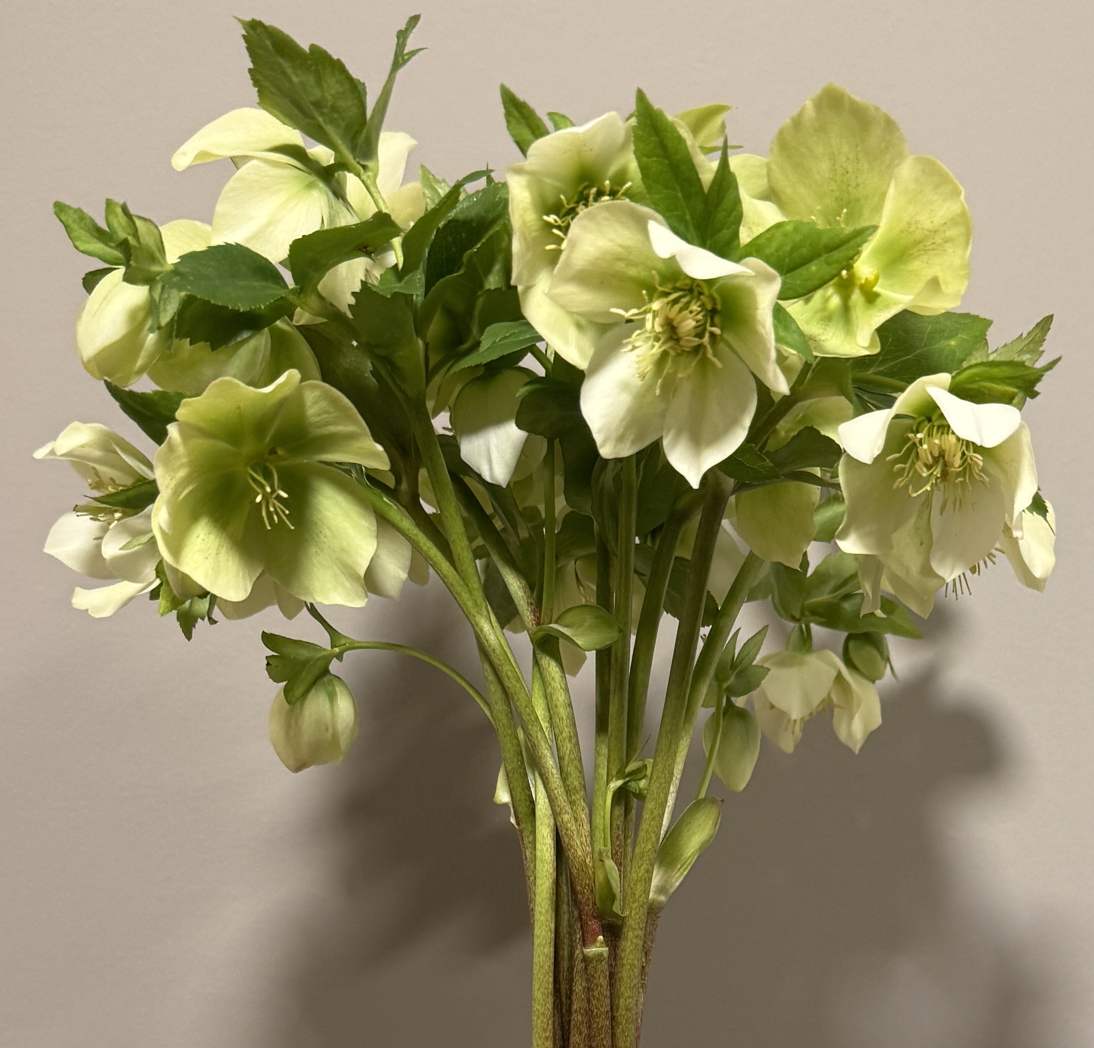 HELLEBORUS x hybridus