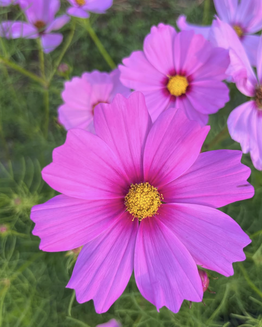 COSMOS bipinnatus Sensation Pinkie
