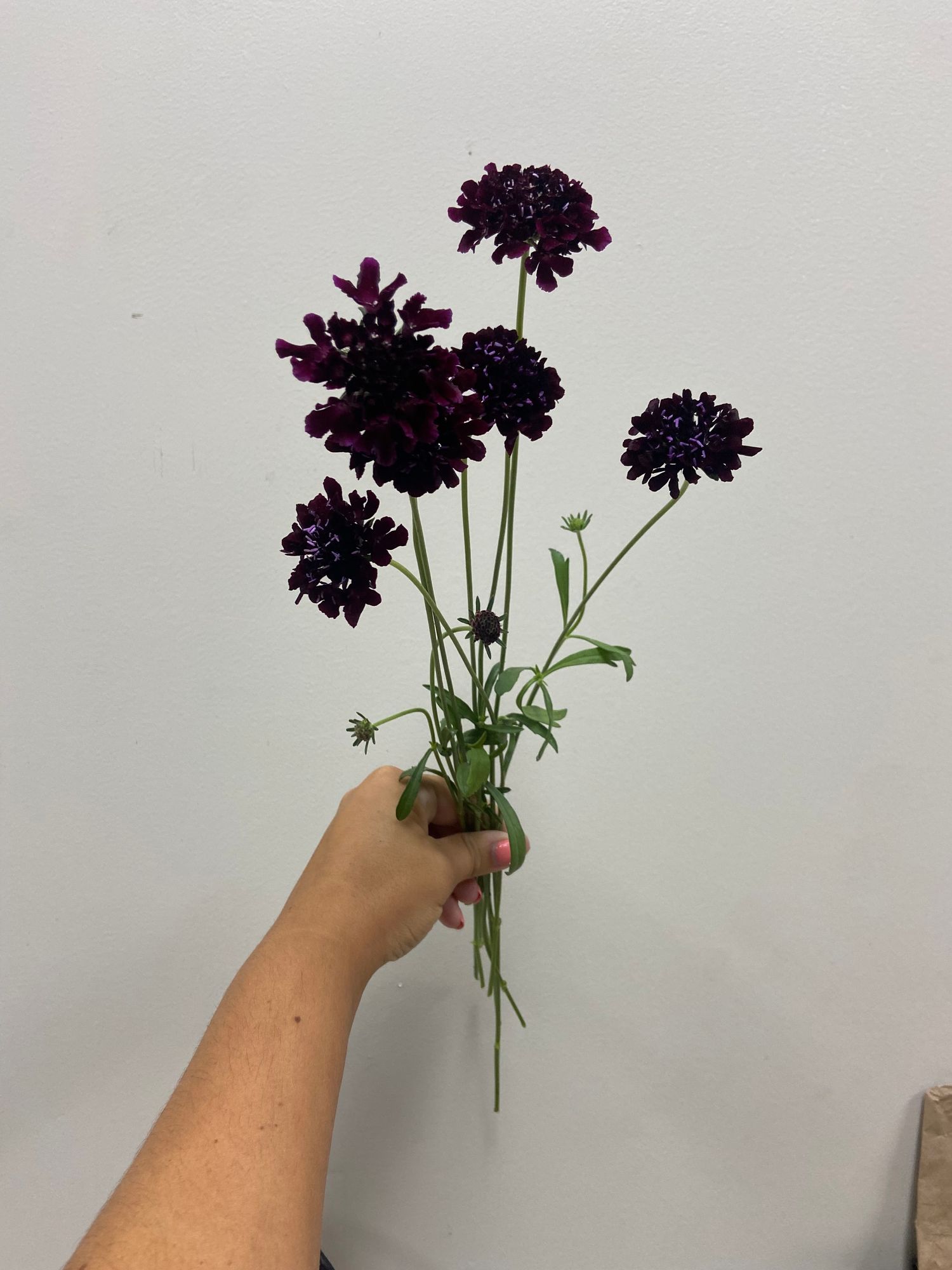SCABIOSA atropurpurea x caucasica Scoop Blackberry
