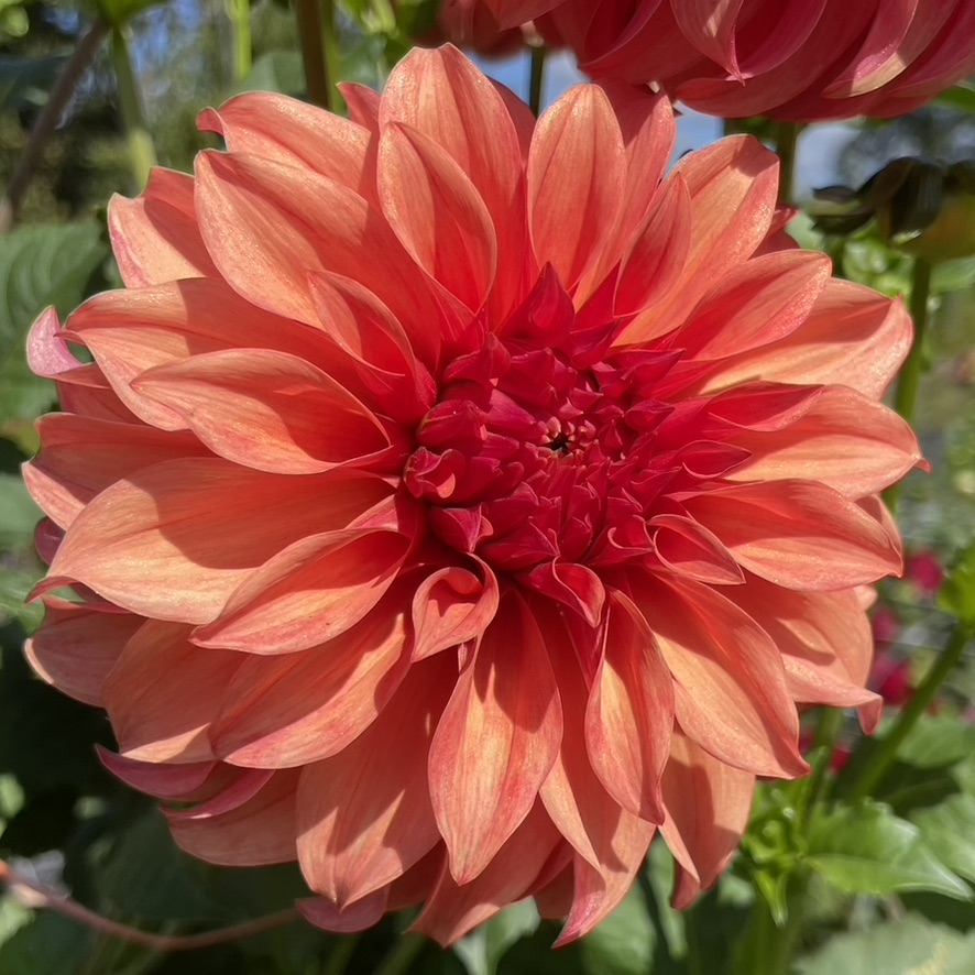 DAHLIA Bloomquist Pleasing