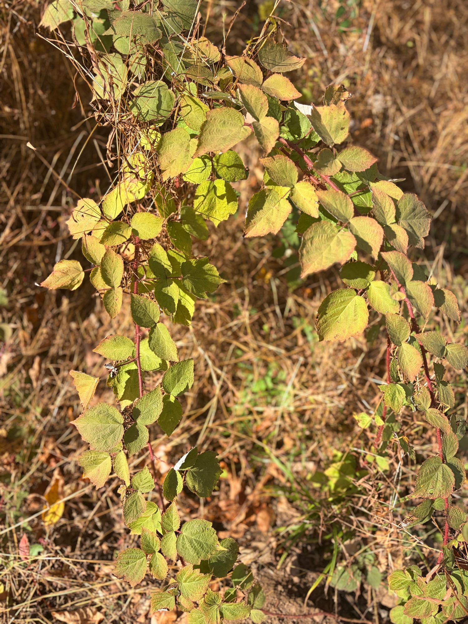 WOODY BRANCHES misc.