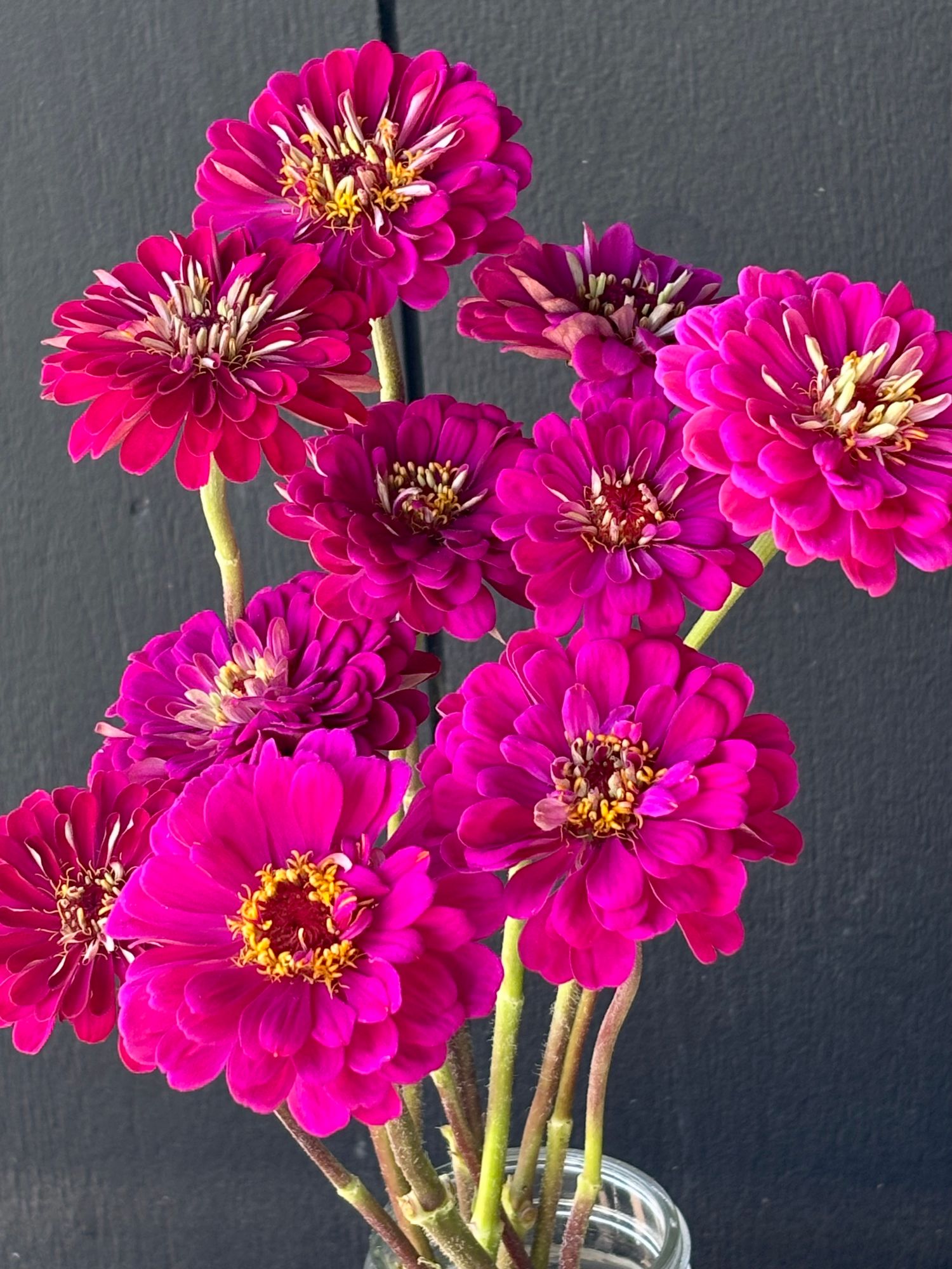 ZINNIA elegans Benarys Giant Purple