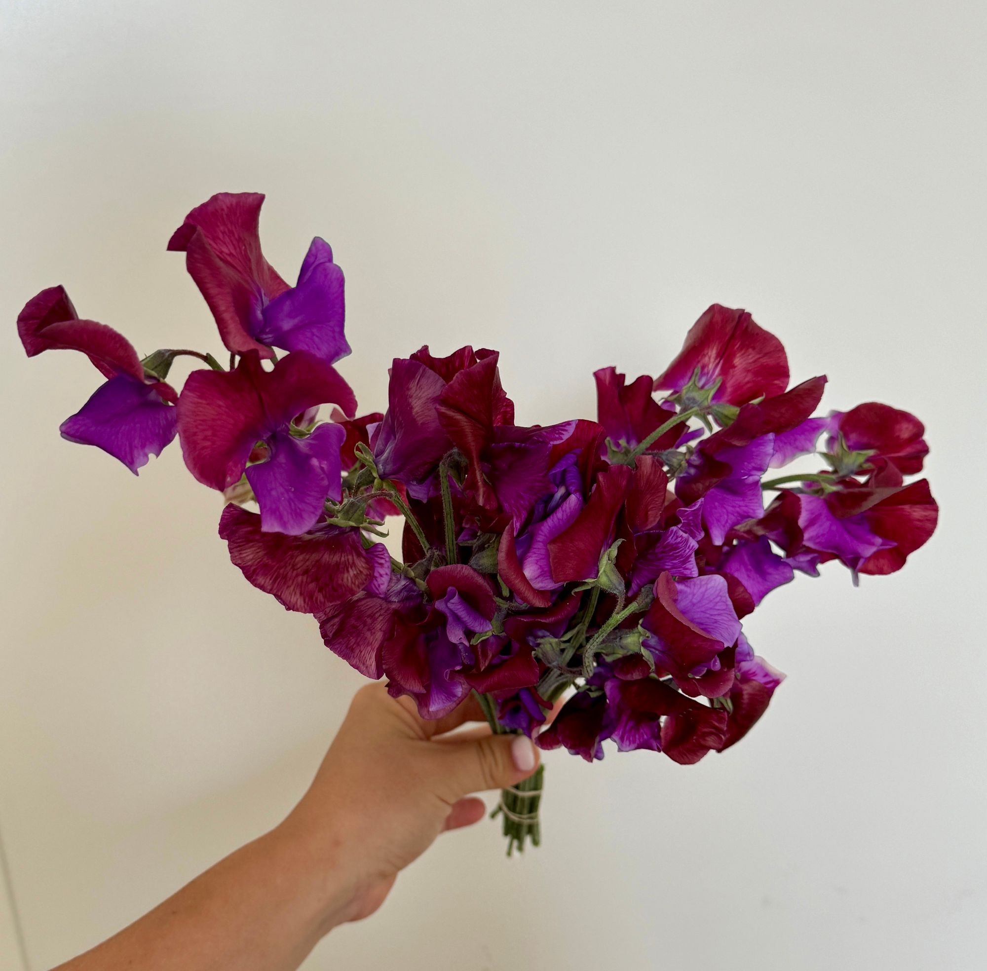 LATHYRUS odoratus