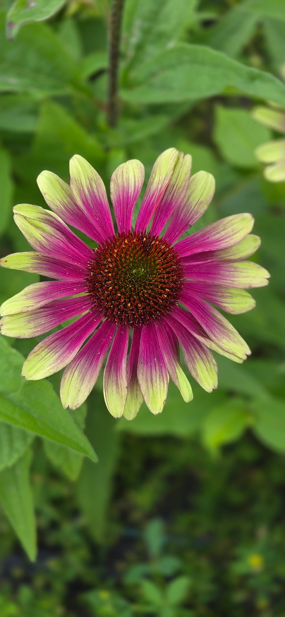 ECHINACEA purpurea Green Twister