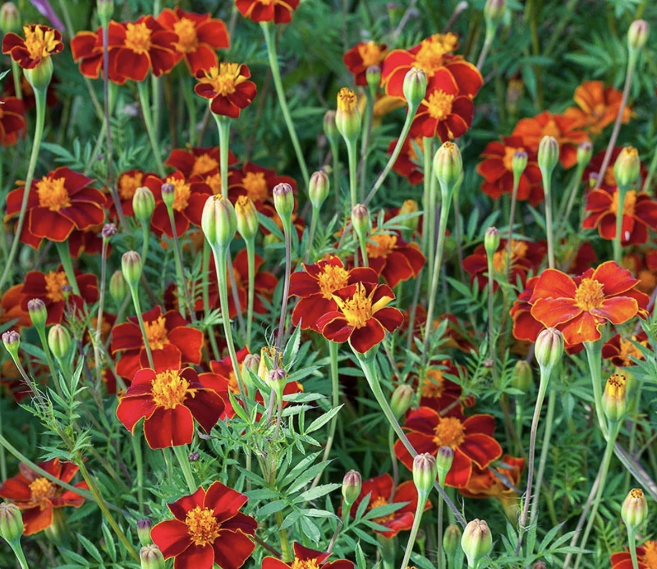 TAGETES linnaeus Burning Embers