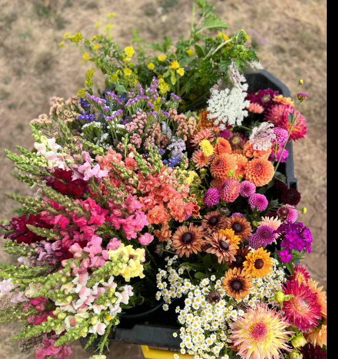 Farmers Choice  Bucket of Blooms