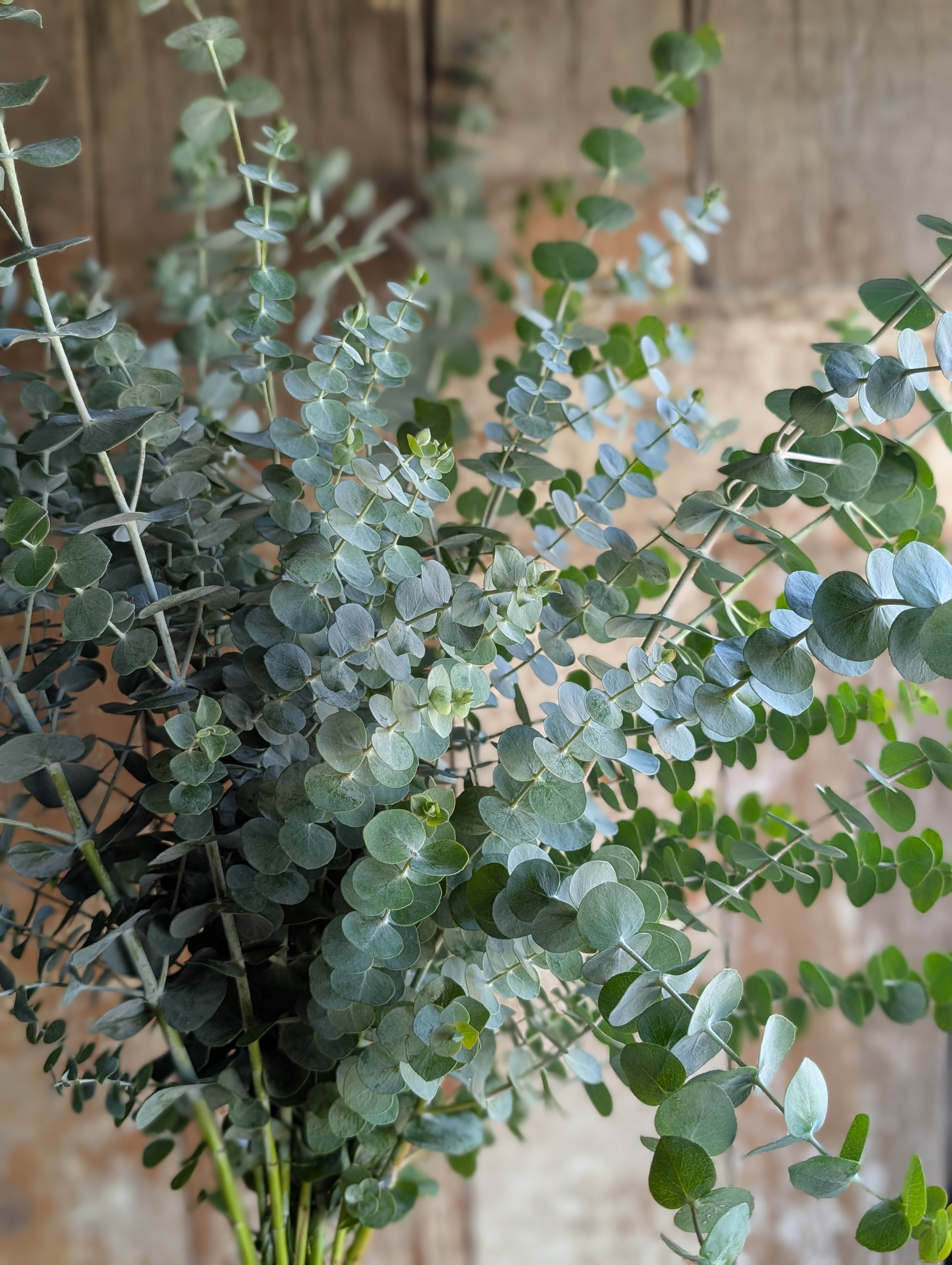 EUCALYPTUS pulverulenta Baby Dwarf Florist Blue