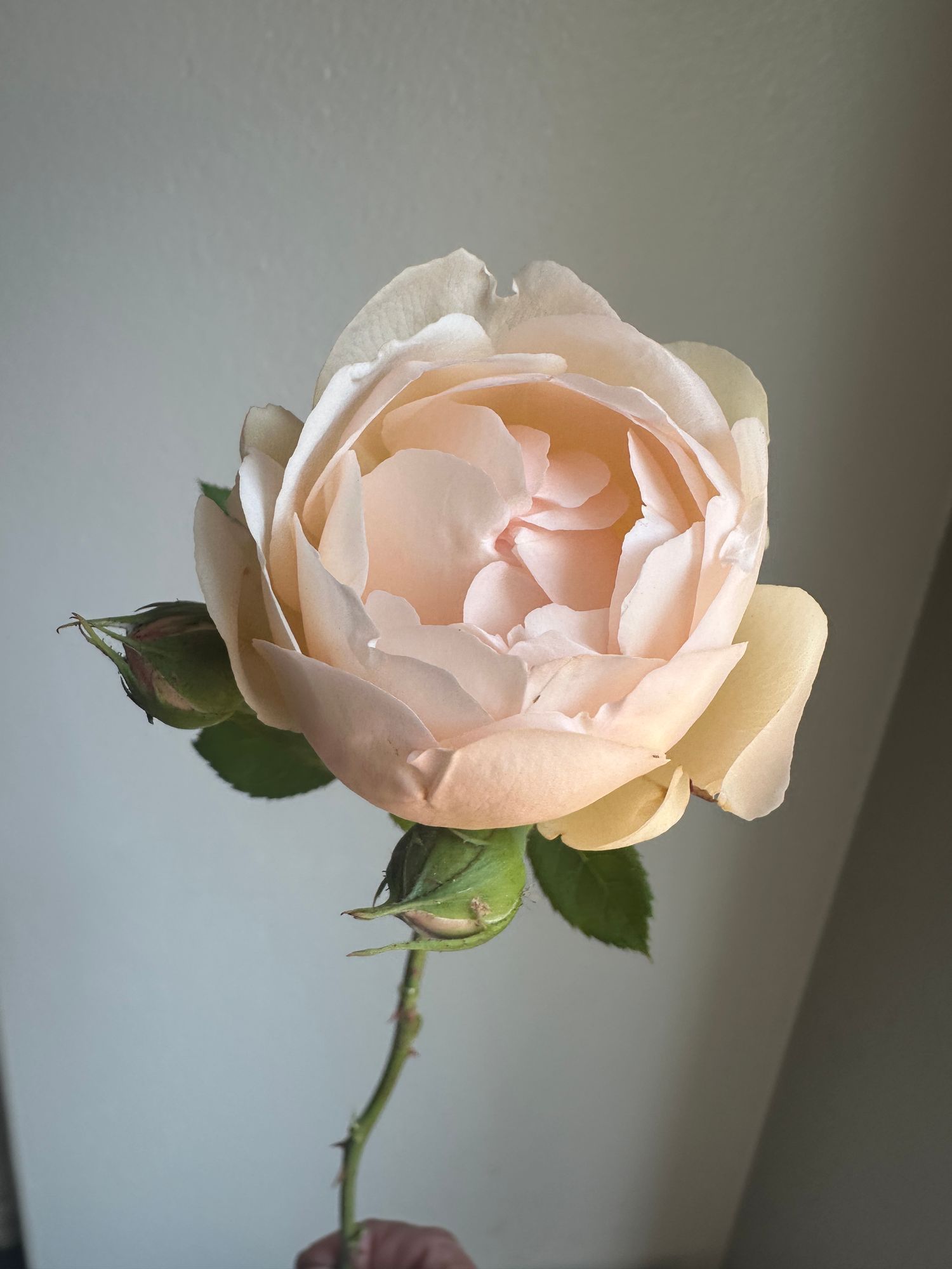 ROSA hybrida