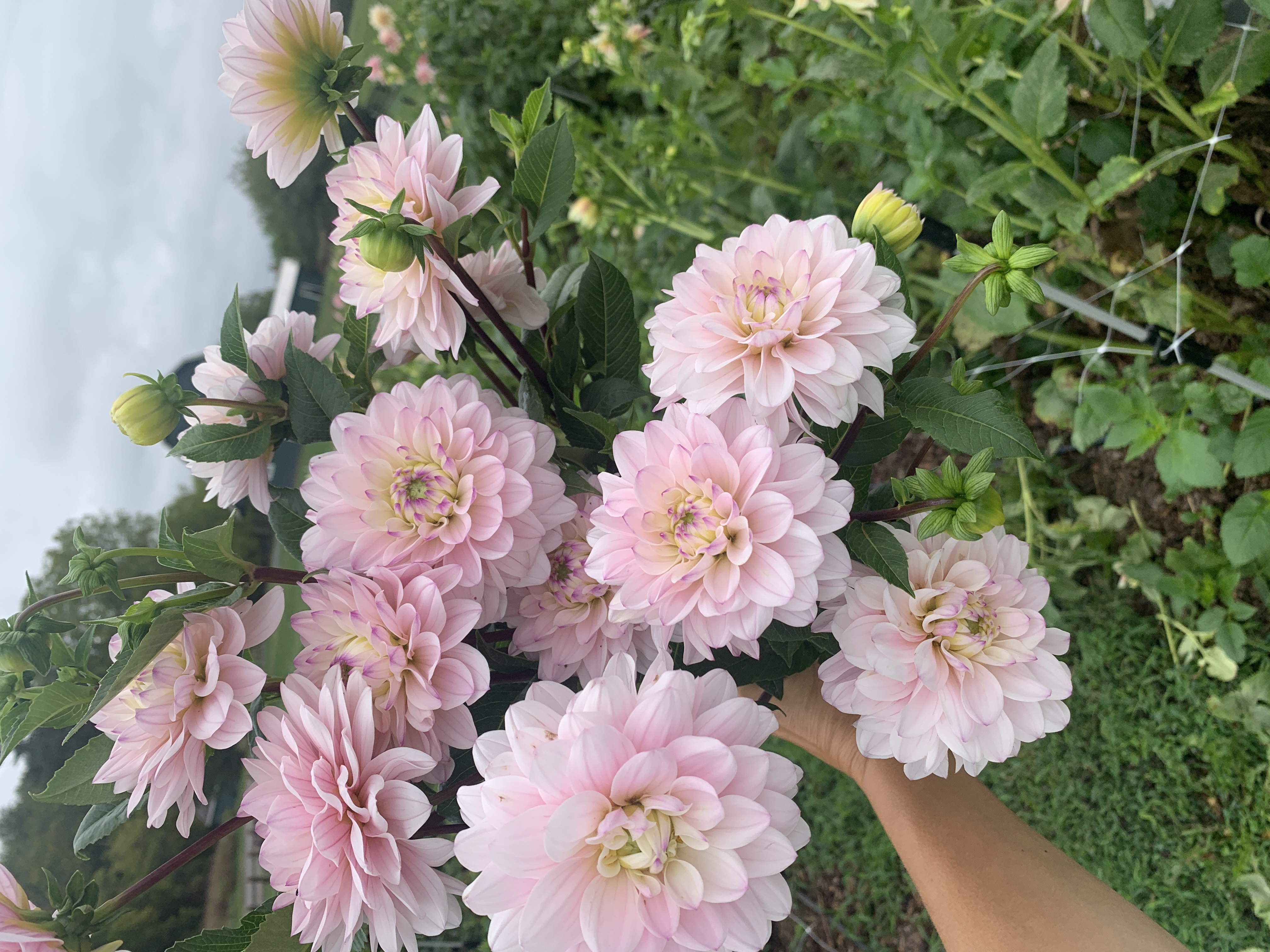 DAHLIA Silver Years