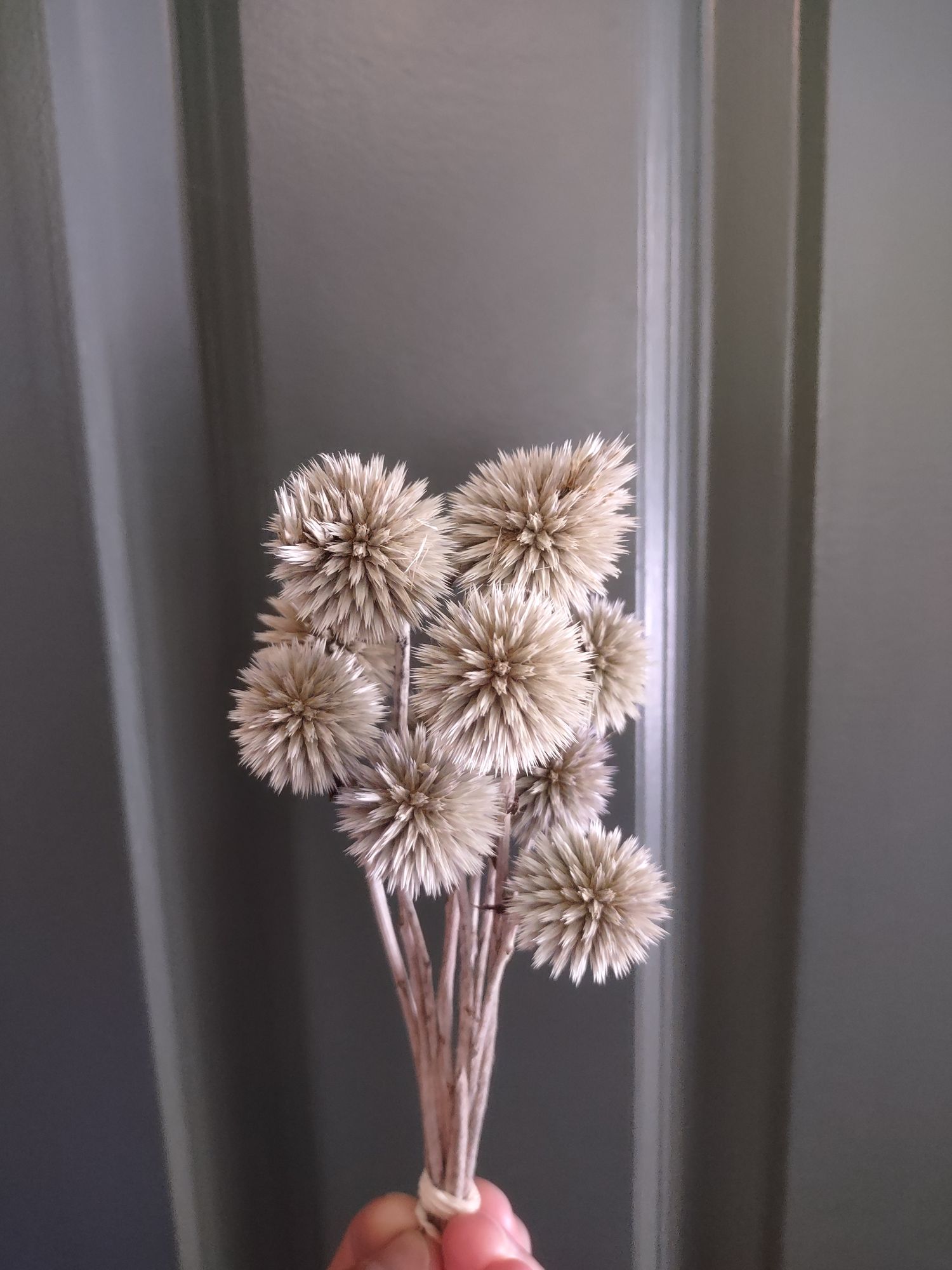 ECHINOPS ritro