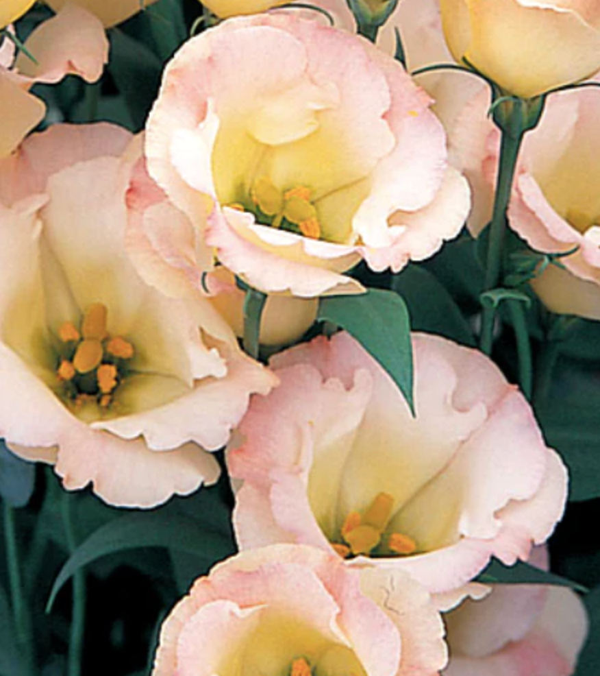 EUSTOMA grandiflorum Super Magic