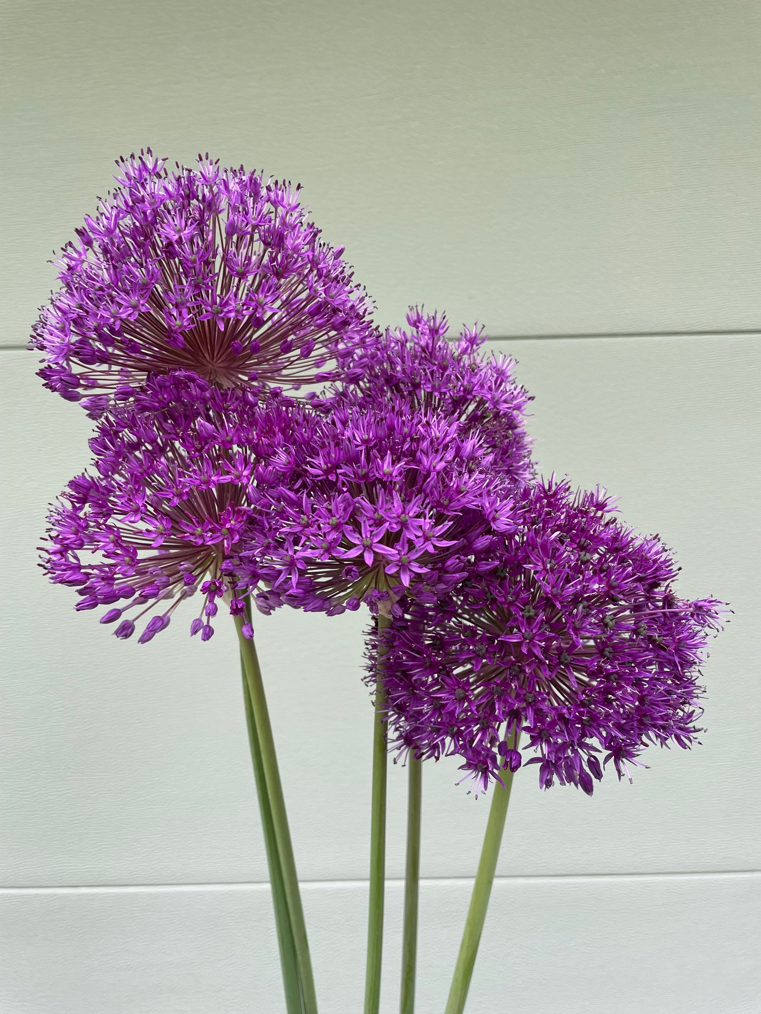 ALLIUM