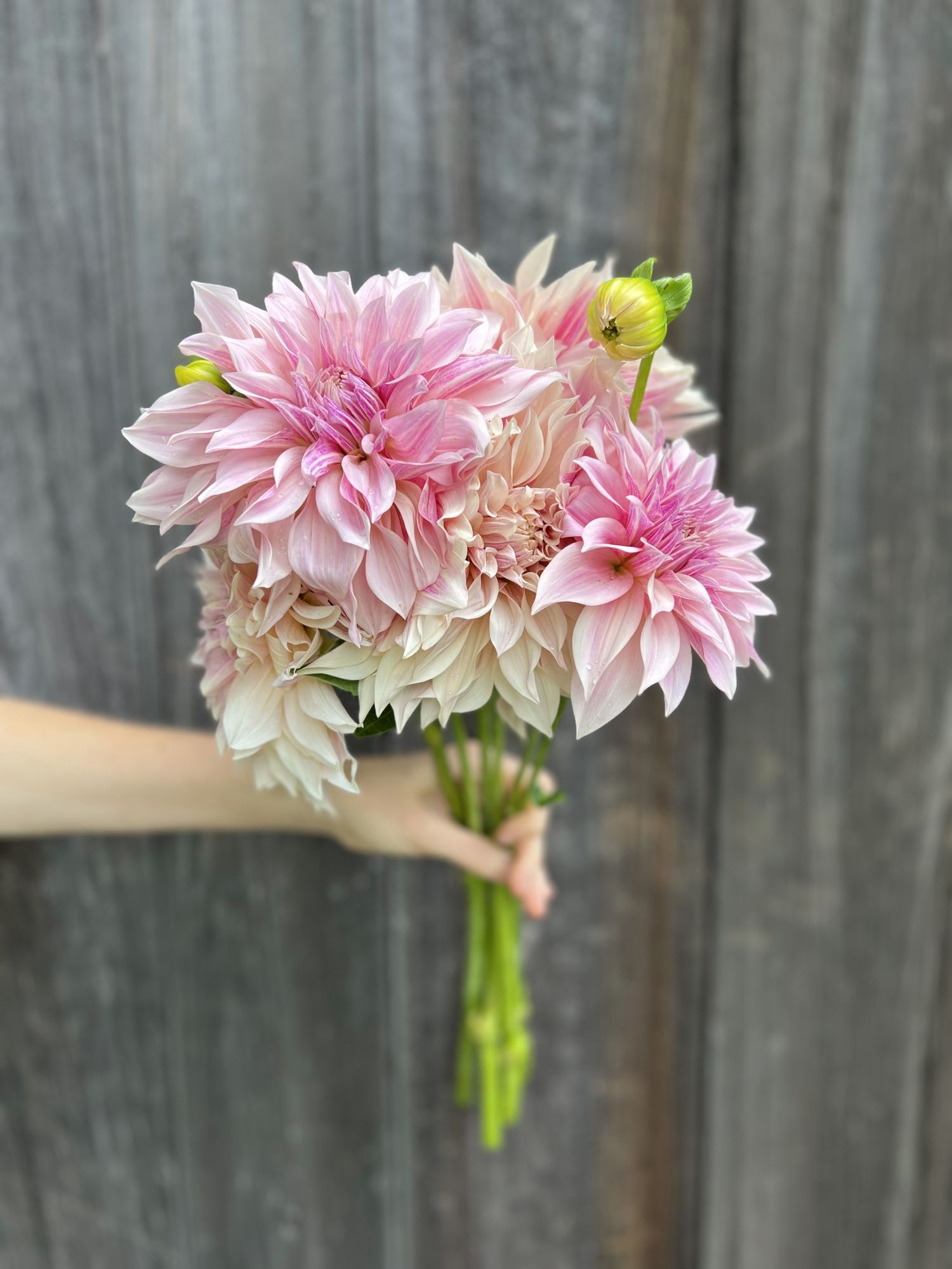 DAHLIA Cafe Au Lait
