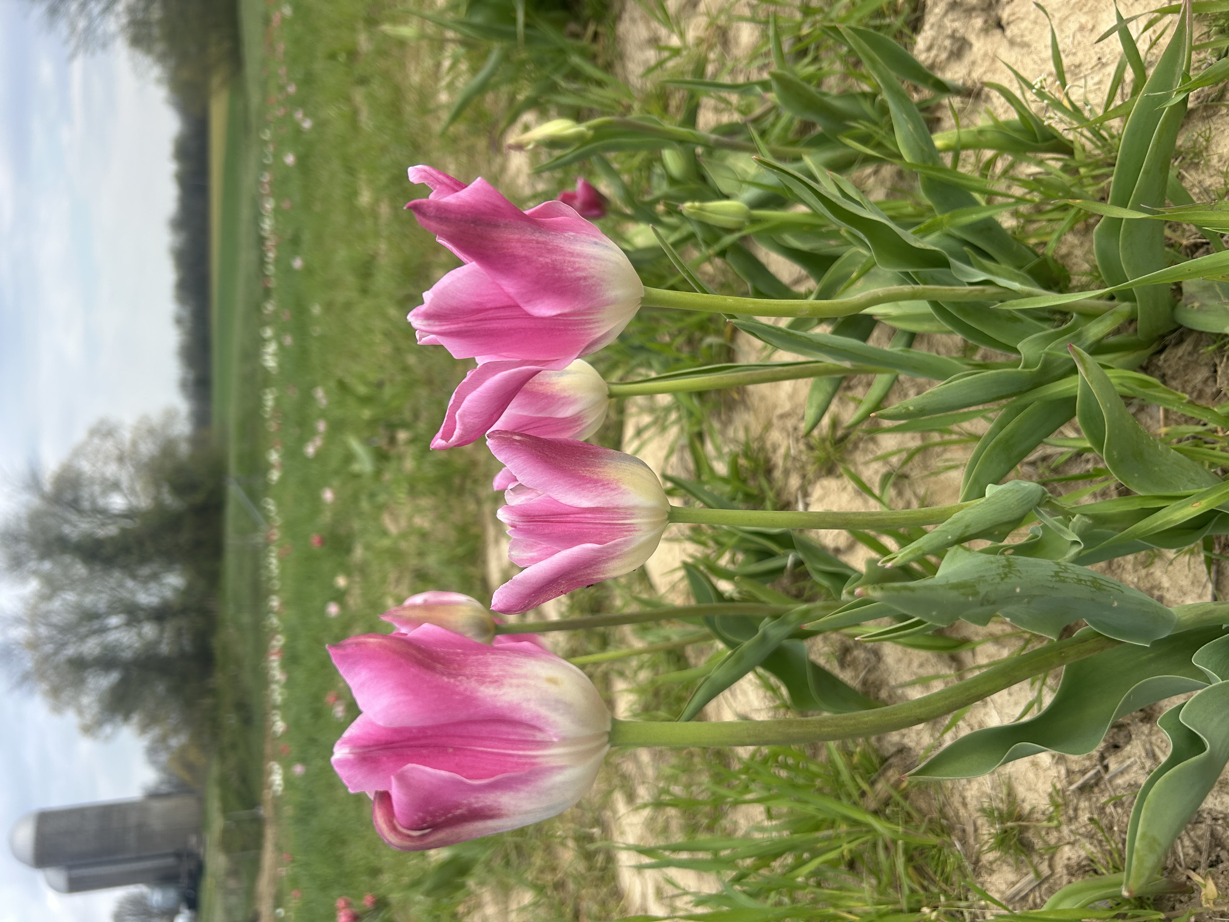 TULIPA