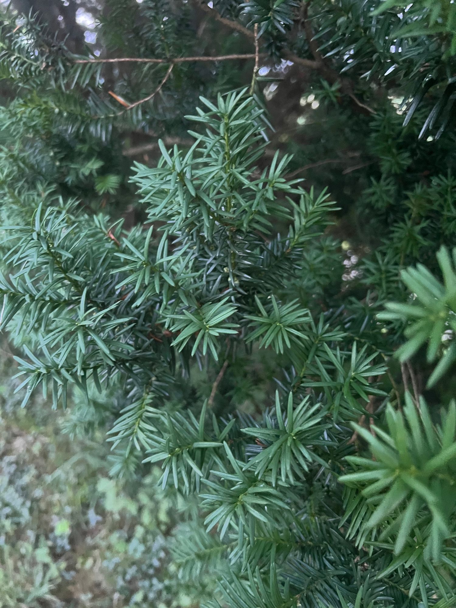 TAXUS baccata Repandens