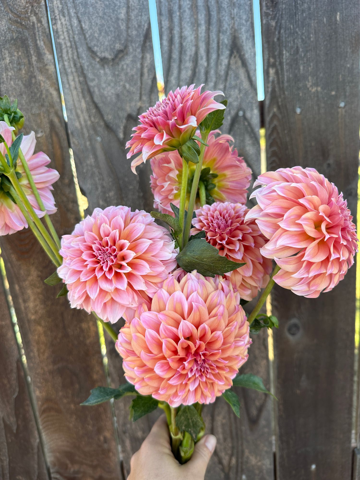DAHLIA Peaches n Cream