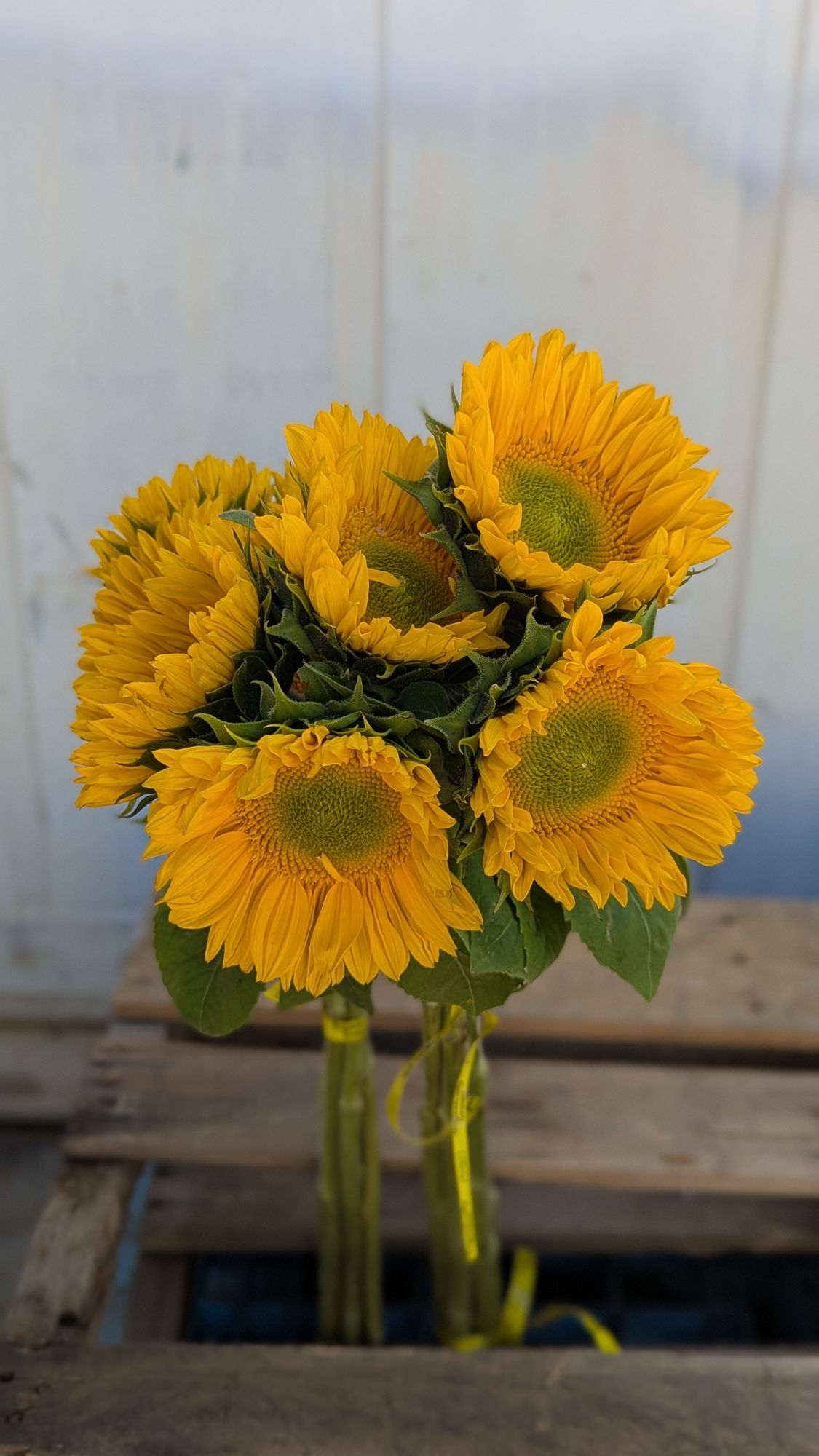 HELIANTHUS annuus ProCut Gold Lite