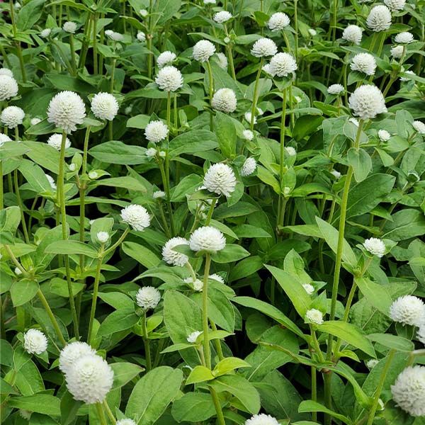 GOMPHRENA globosa Audray