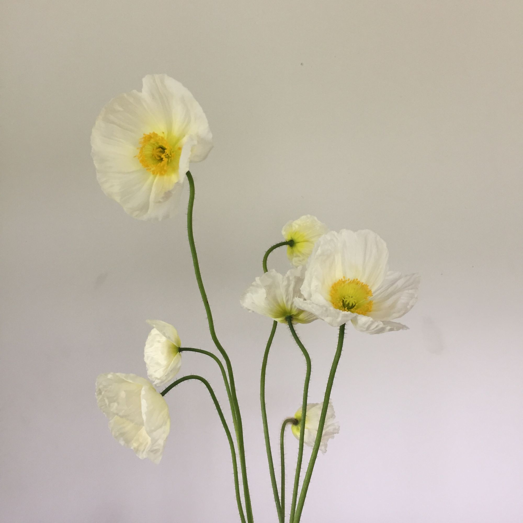 PAPAVER nudicaule Champagne Bubbles