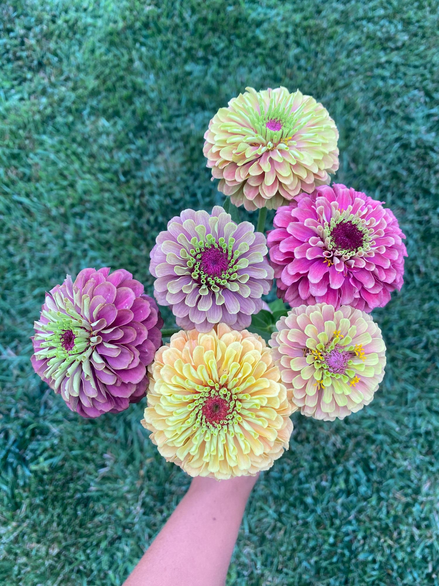 ZINNIA elegans Queeny Series