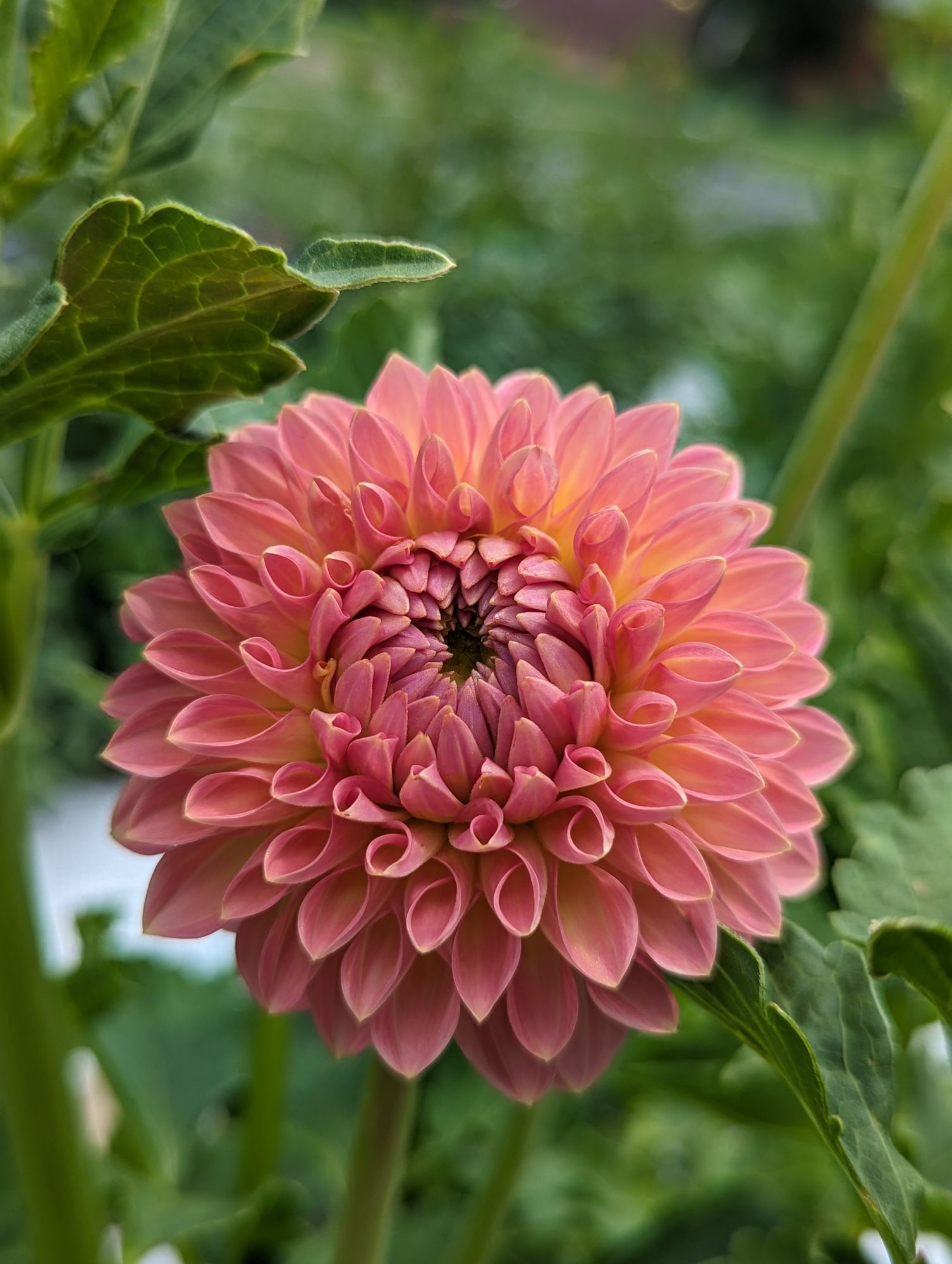 DAHLIA Hillcrest Suffusion