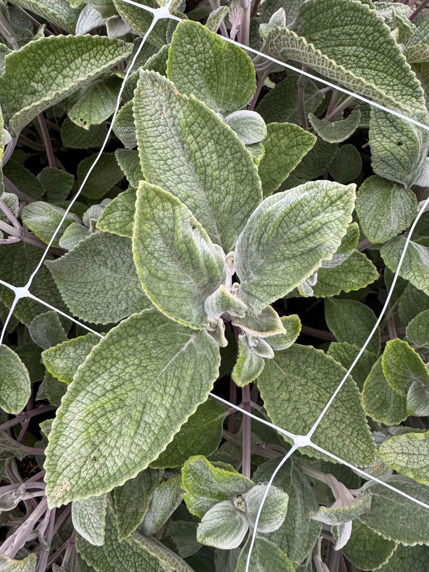 PLECTRANTHUS argentatus