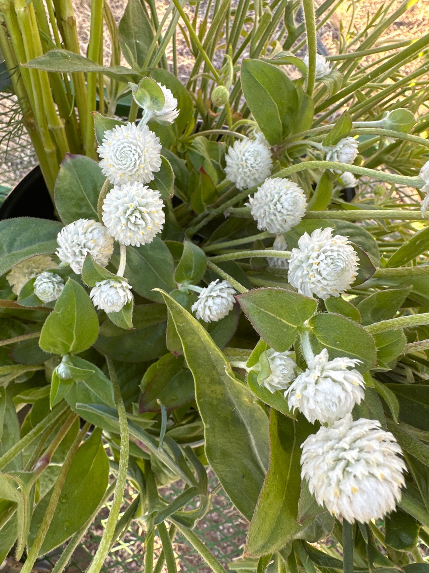 GOMPHRENA globosa QIS