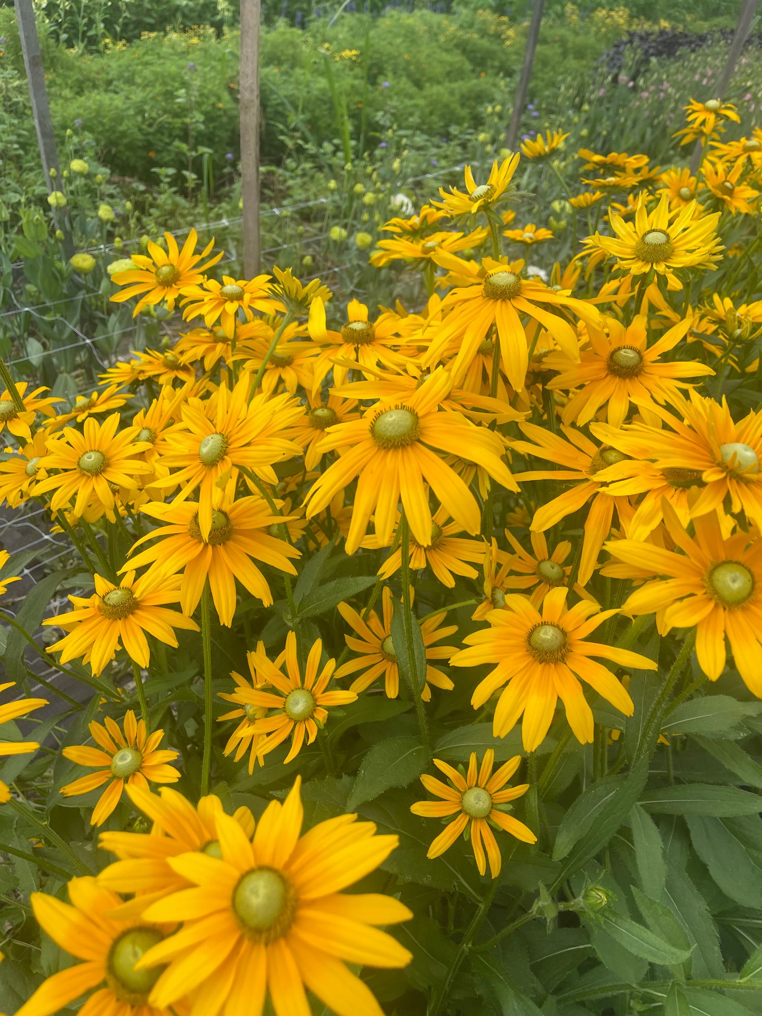 RUDBECKIA hirta Irish Eyes