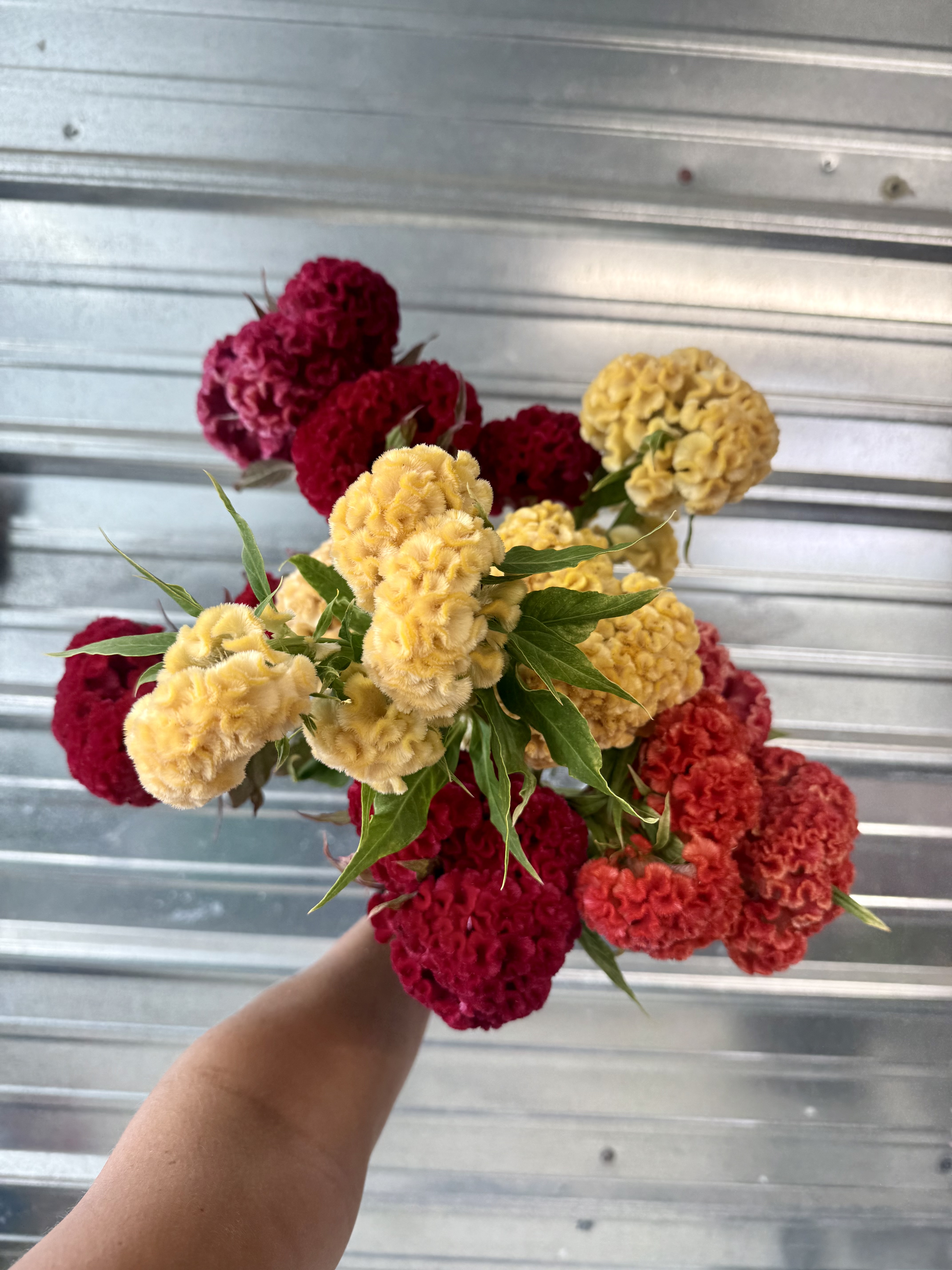 CELOSIA argentea var. cristata Chief