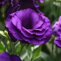 EUSTOMA grandiflorum ABC 2