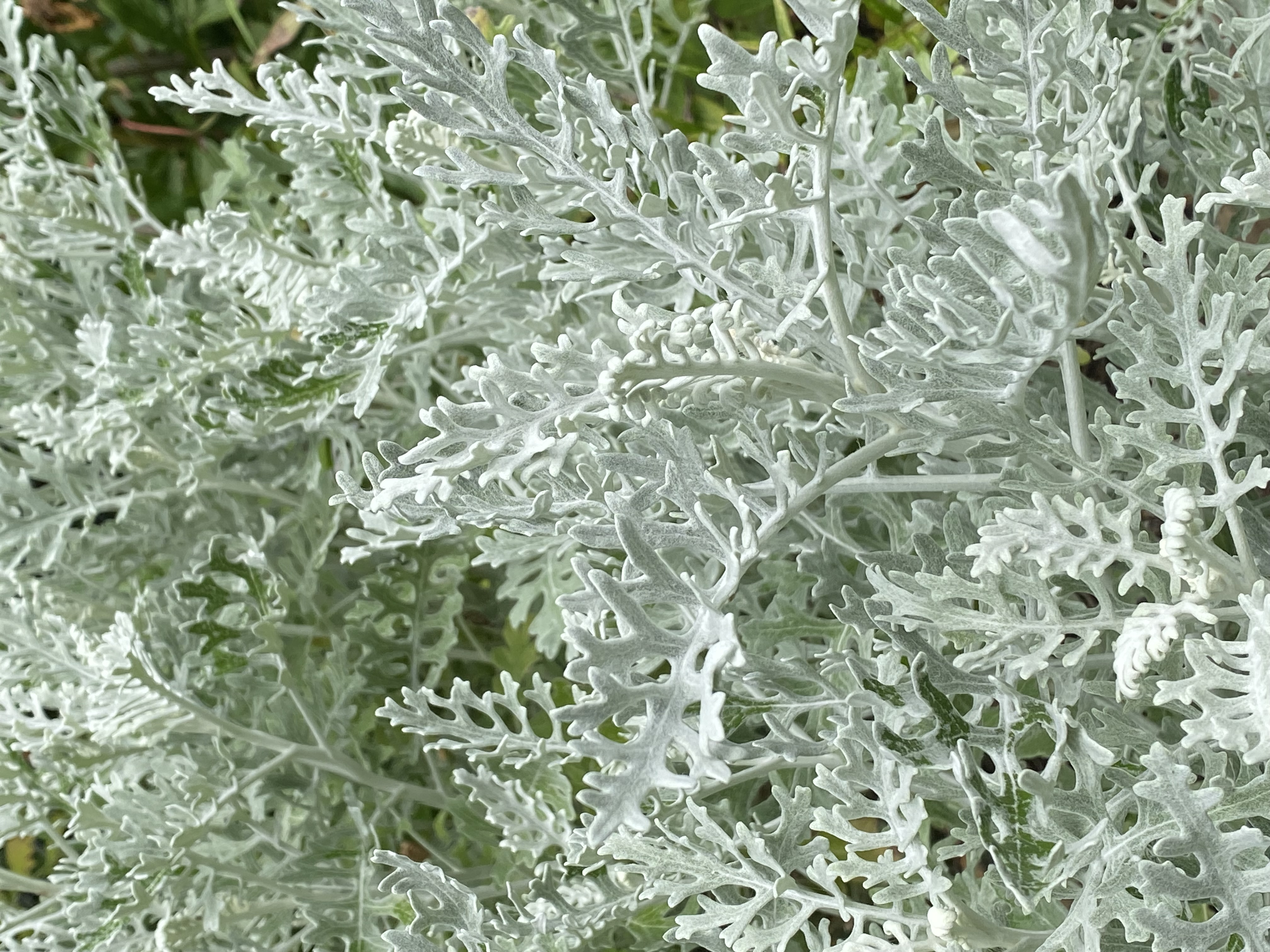 SENECIO cineraria