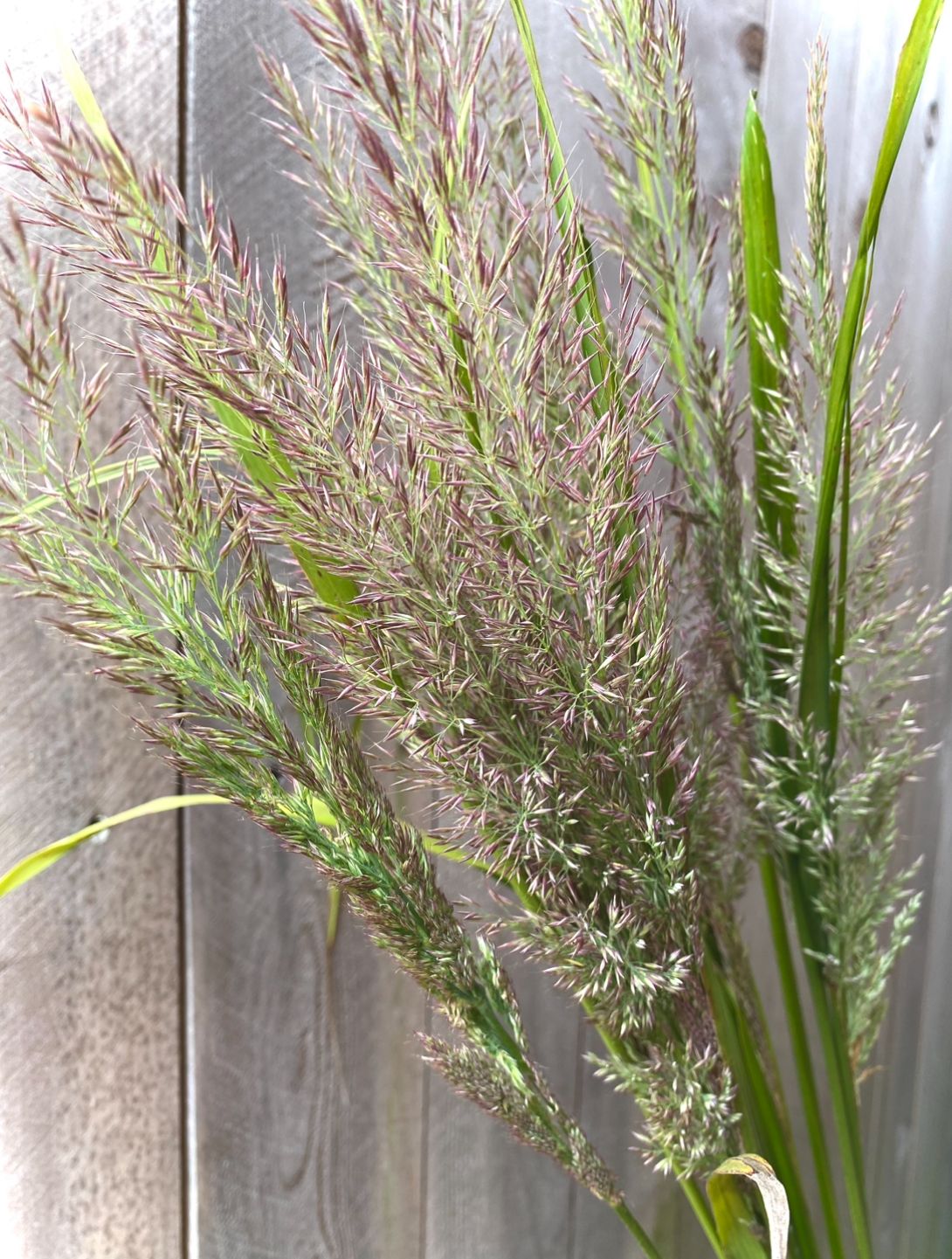 CALAMAGROSTIS brachytricha
