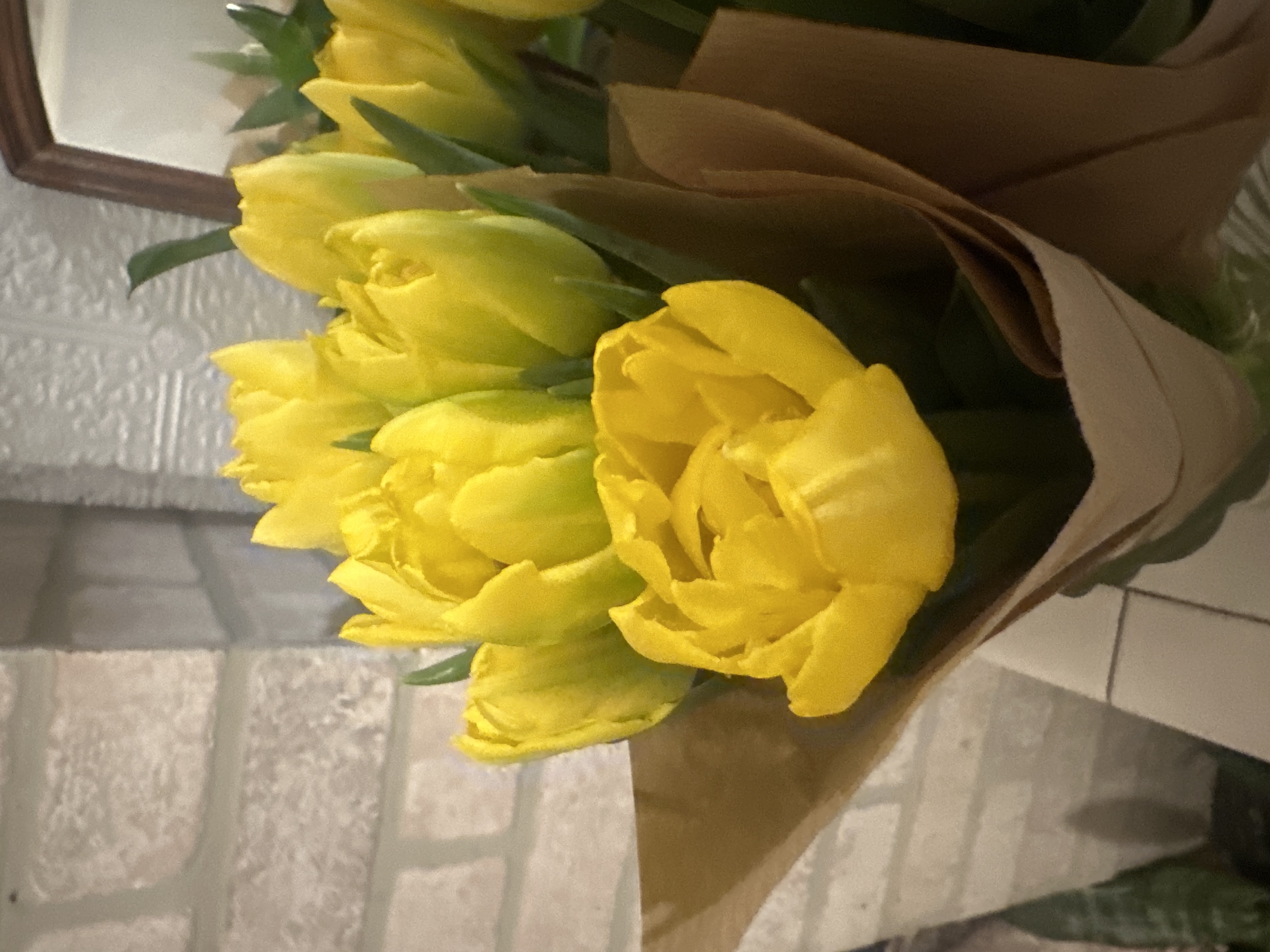 TULIPA Marie Jo
