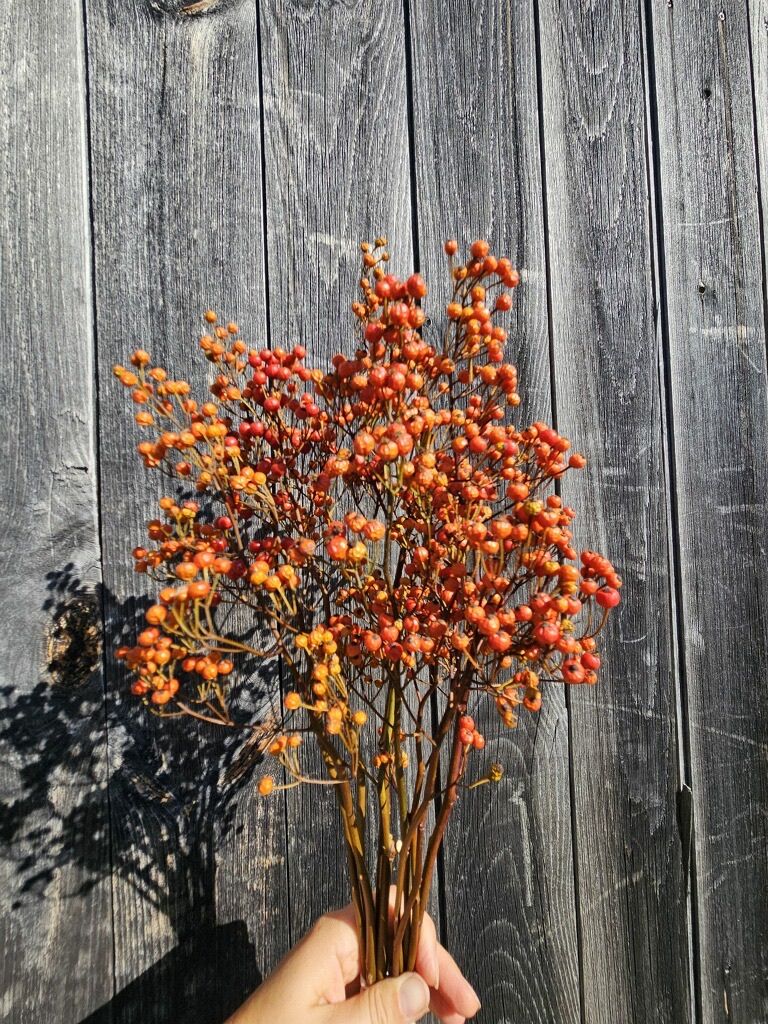 ROSA hybrida Magical Pearls