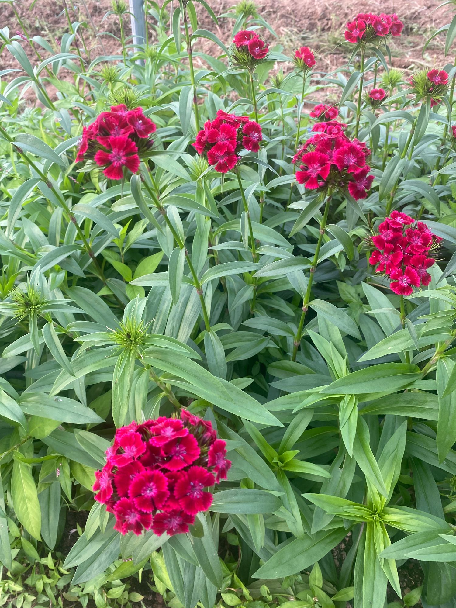 DIANTHUS barbatus Barcelona Red