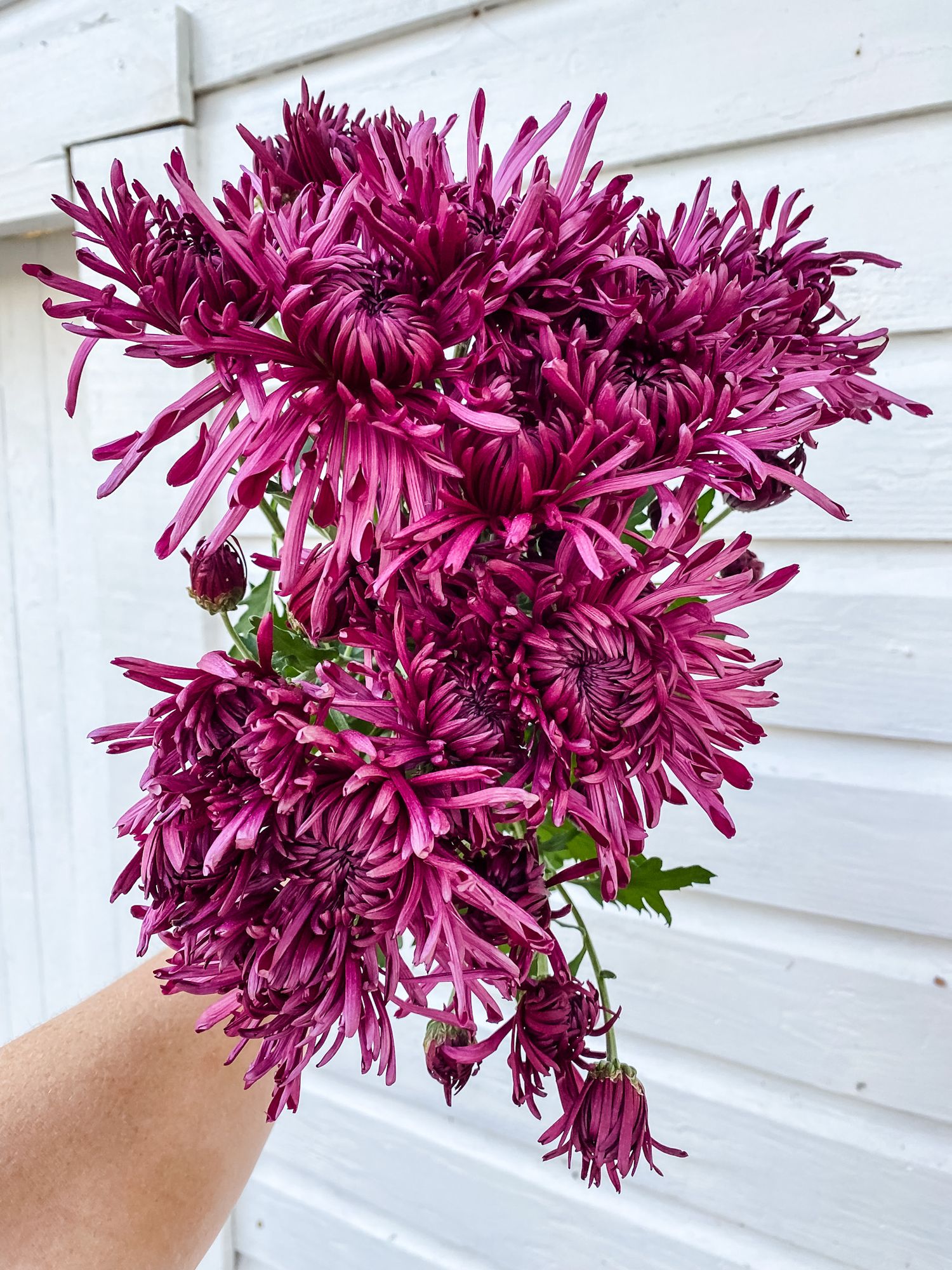 CHRYSANTHEMUM x morifolium Pittsburgh Purple