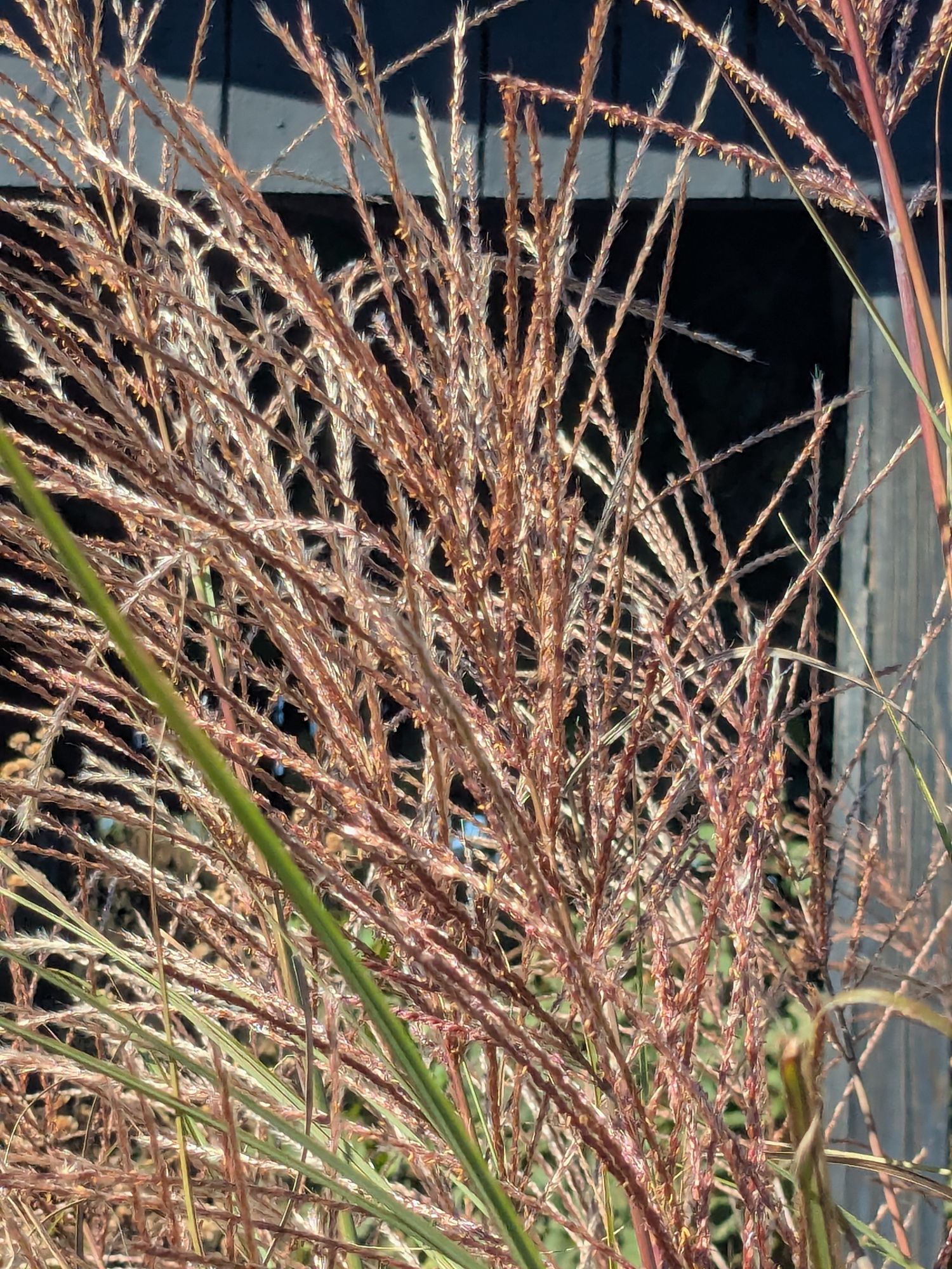 MISCANTHUS sinensis Oktoberfest