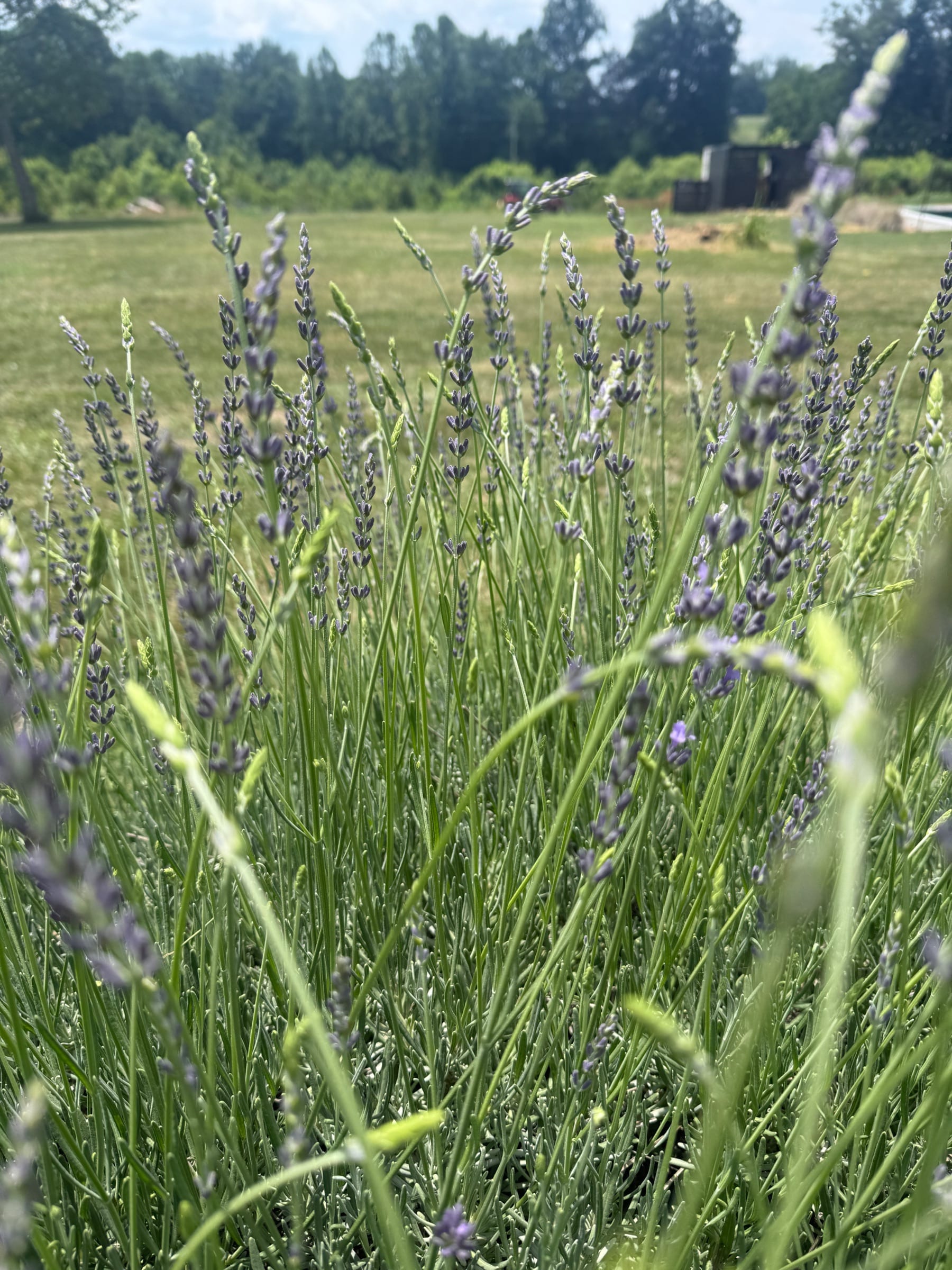 LAVANDULA