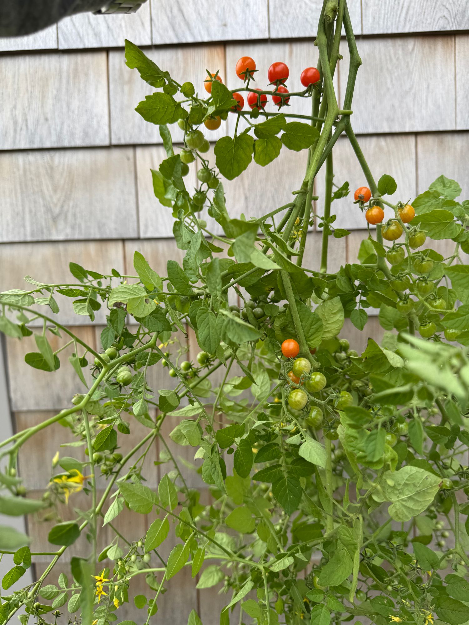 SOLANUM pimpinellifolium Currant