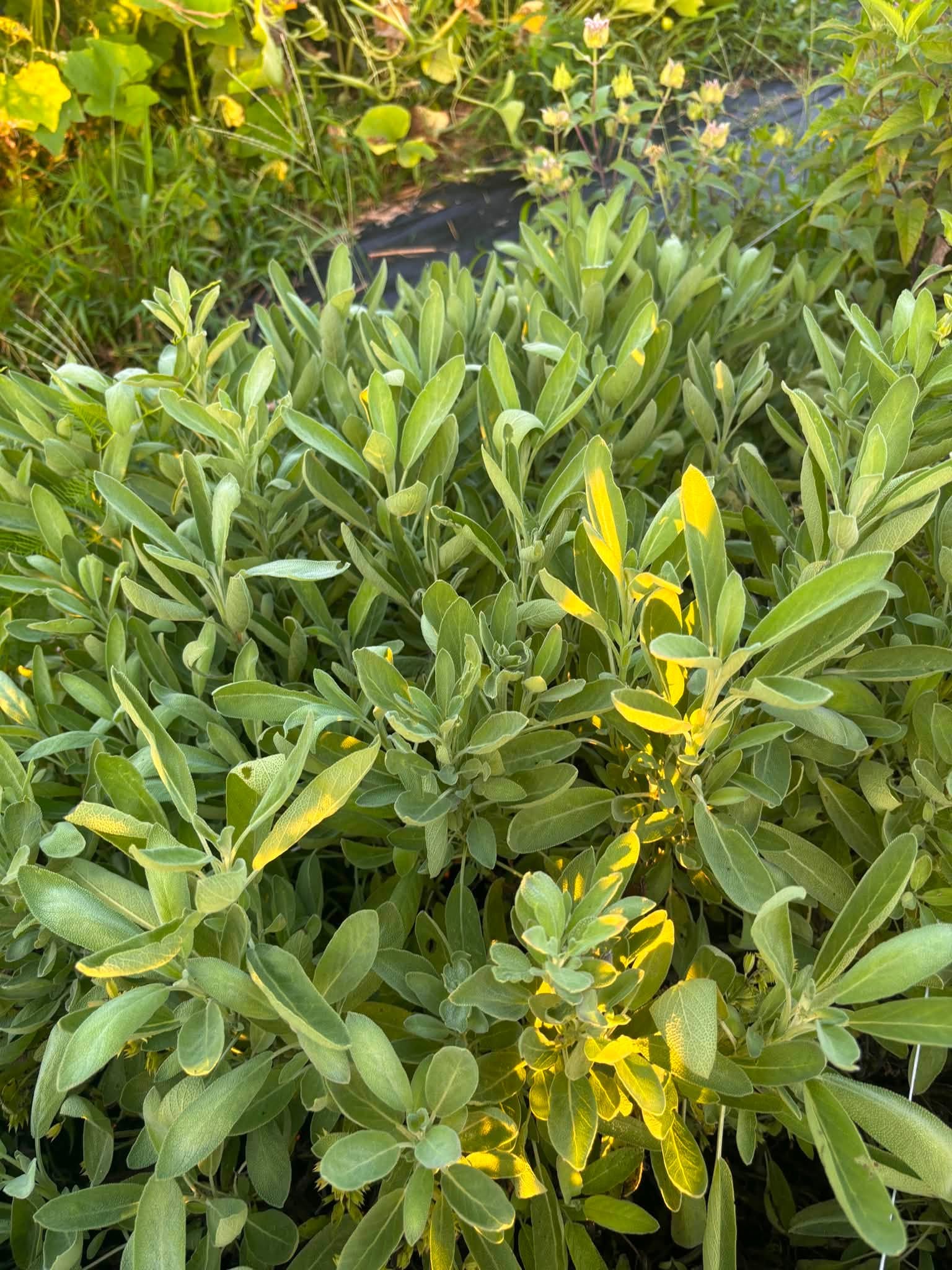 SALVIA officinalis