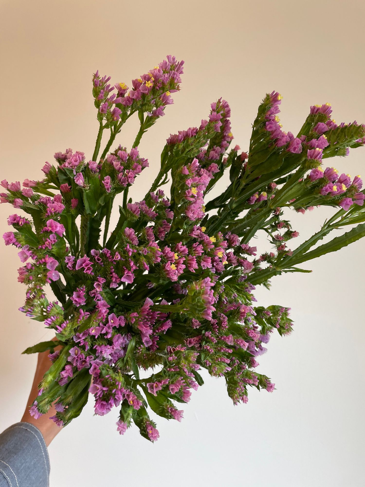 LIMONIUM sinuatum Forever Happy