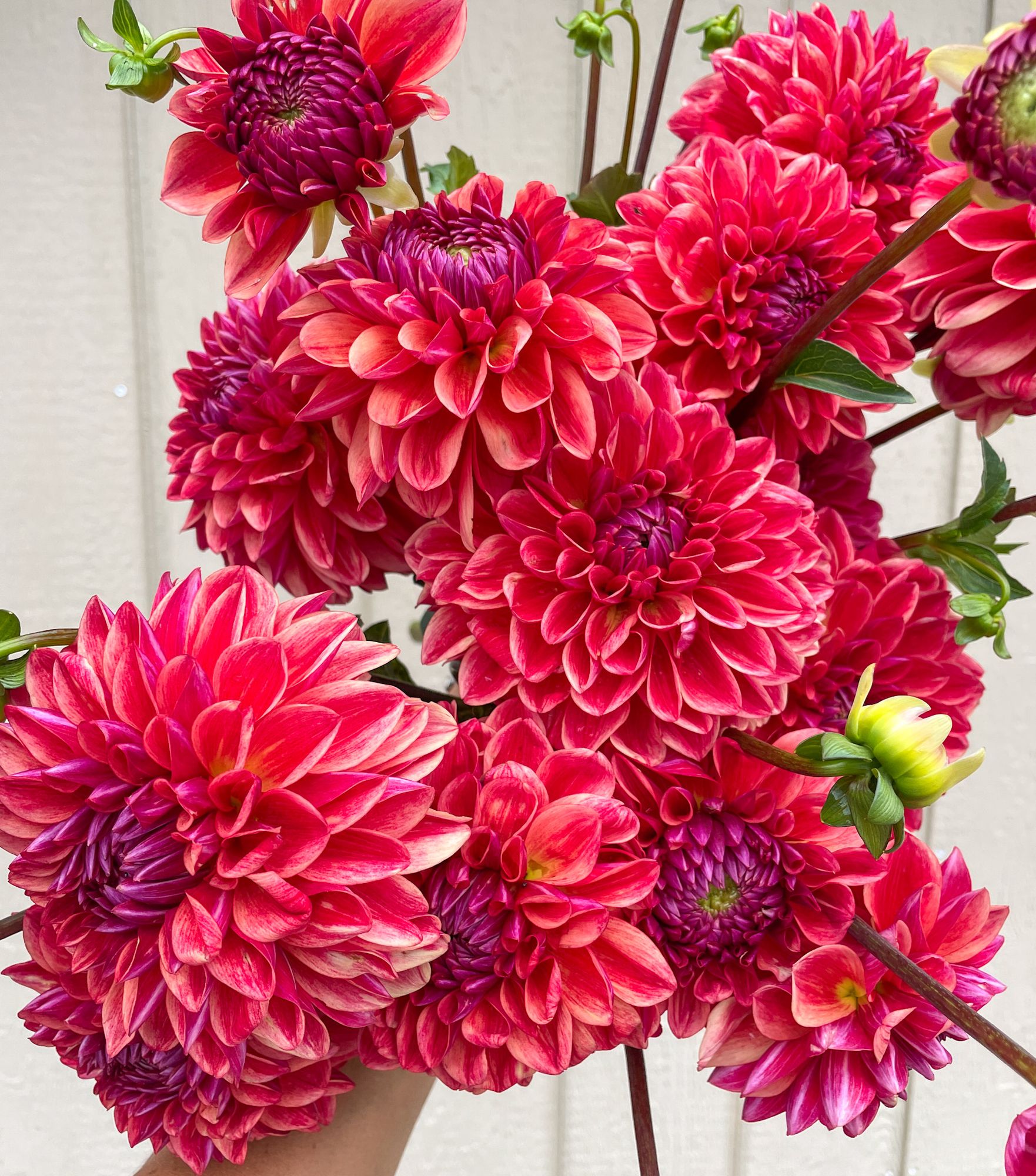 DAHLIA All That Jazz
