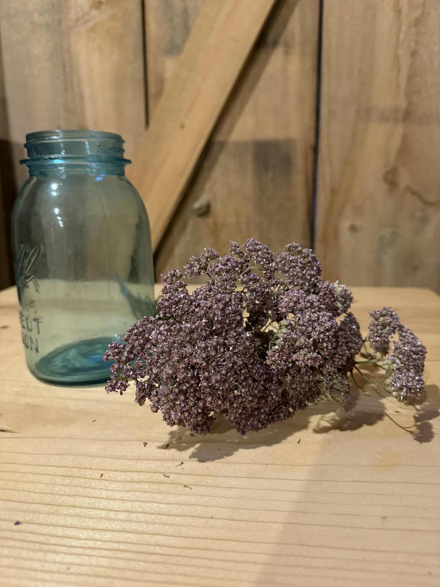 ACHILLEA millefolium Colorado
