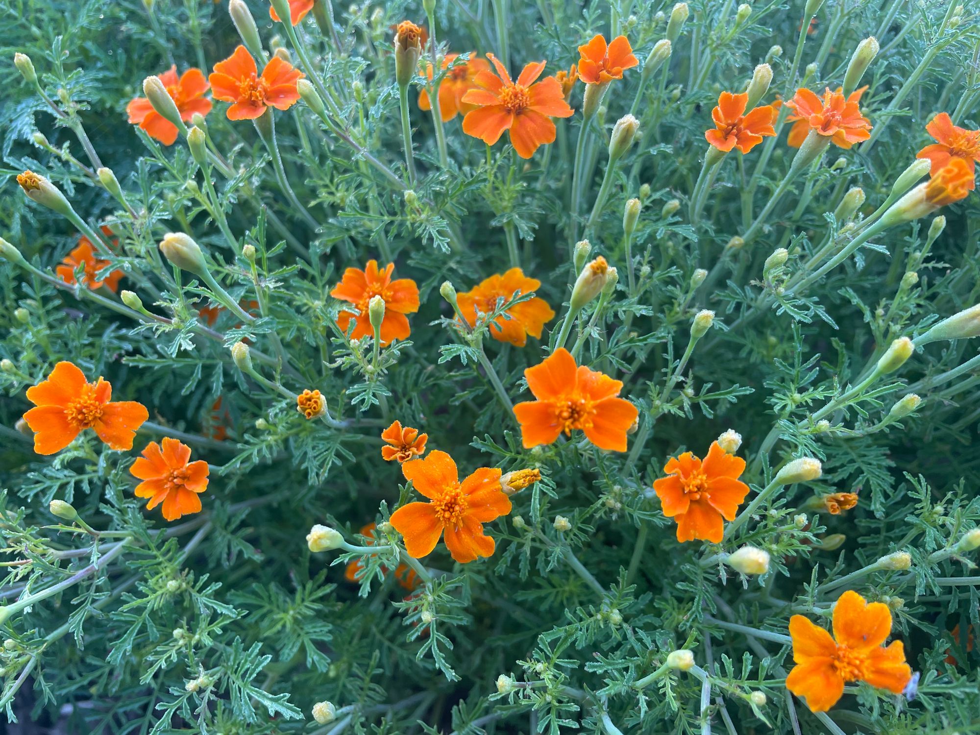 TAGETES tenuifolia